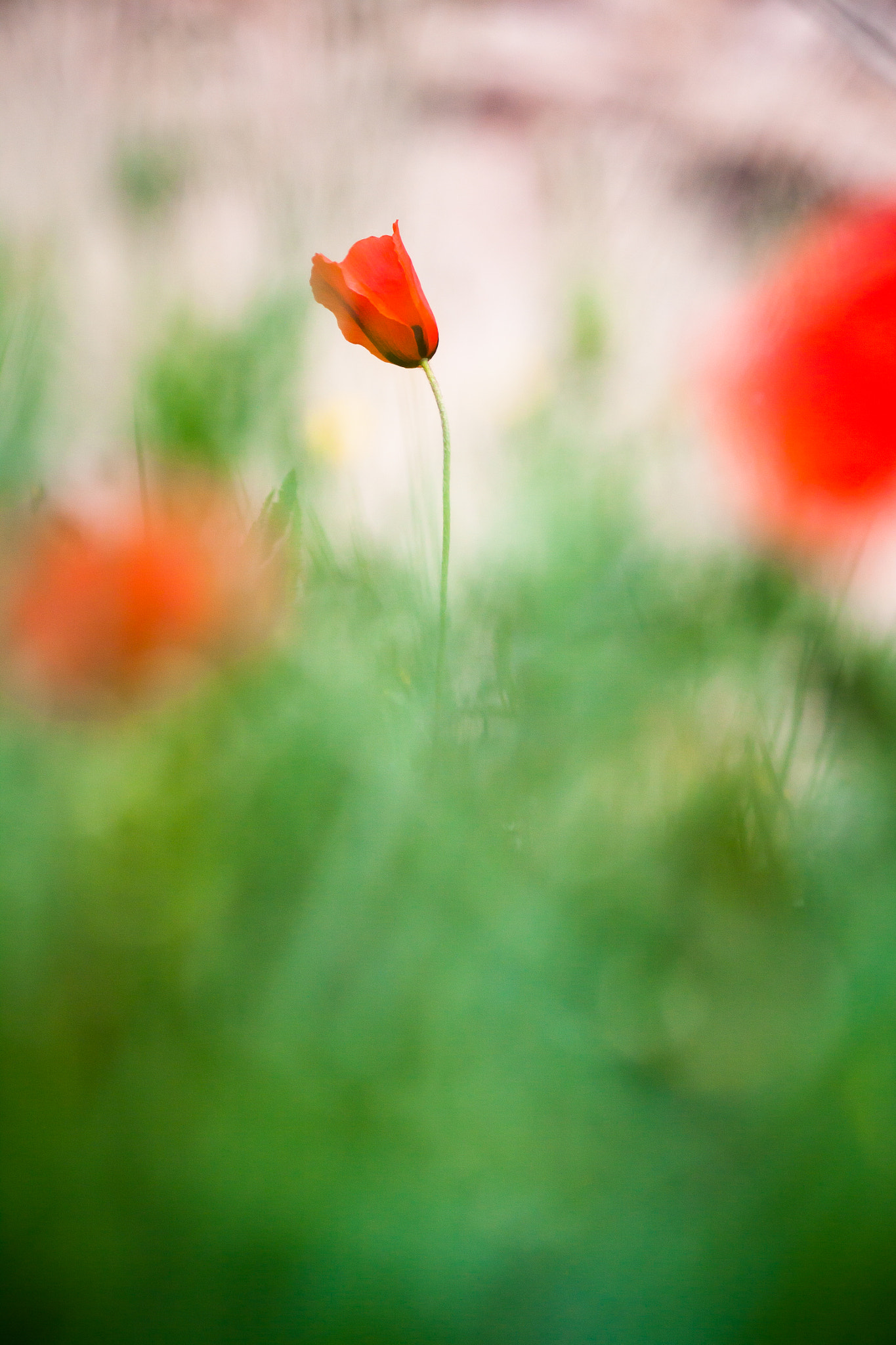 Canon EF 70-300mm F4-5.6L IS USM sample photo. Coquelicot photography
