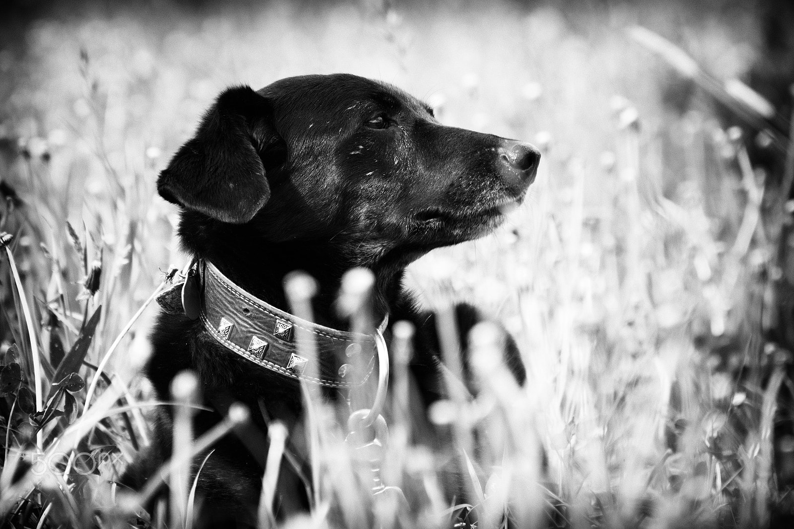 Nikon D3200 + 70.00 - 300.00 mm f/4.0 - 5.6 sample photo. Lord dog ... photography