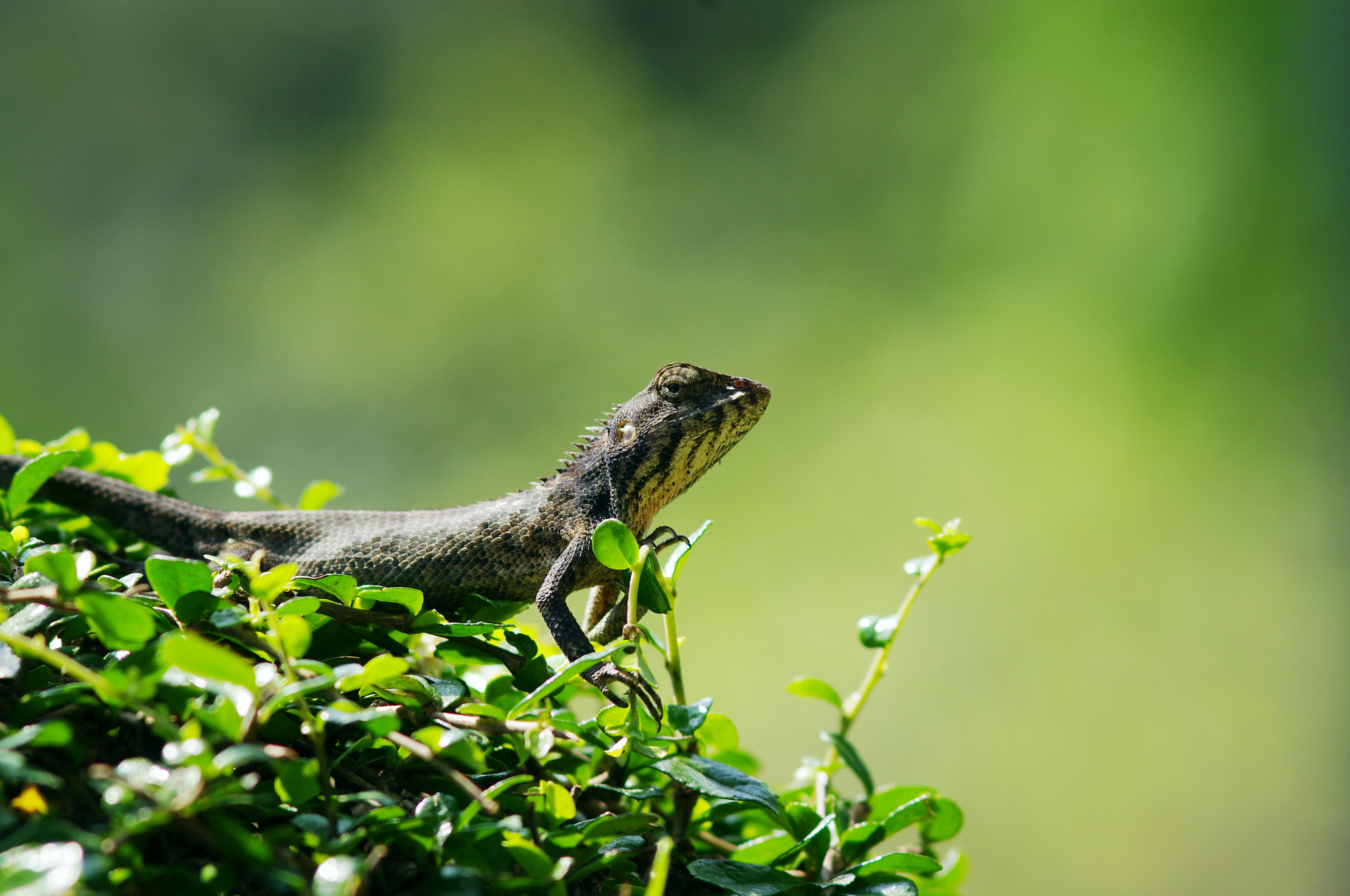 Pentax smc DA* 200mm F2.8 ED (IF) SDM sample photo. Lacertilian photography