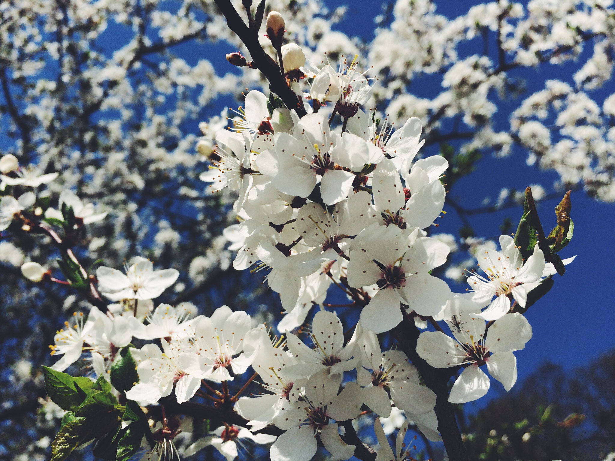 Apple iPhone6,1 sample photo. Sakura photography