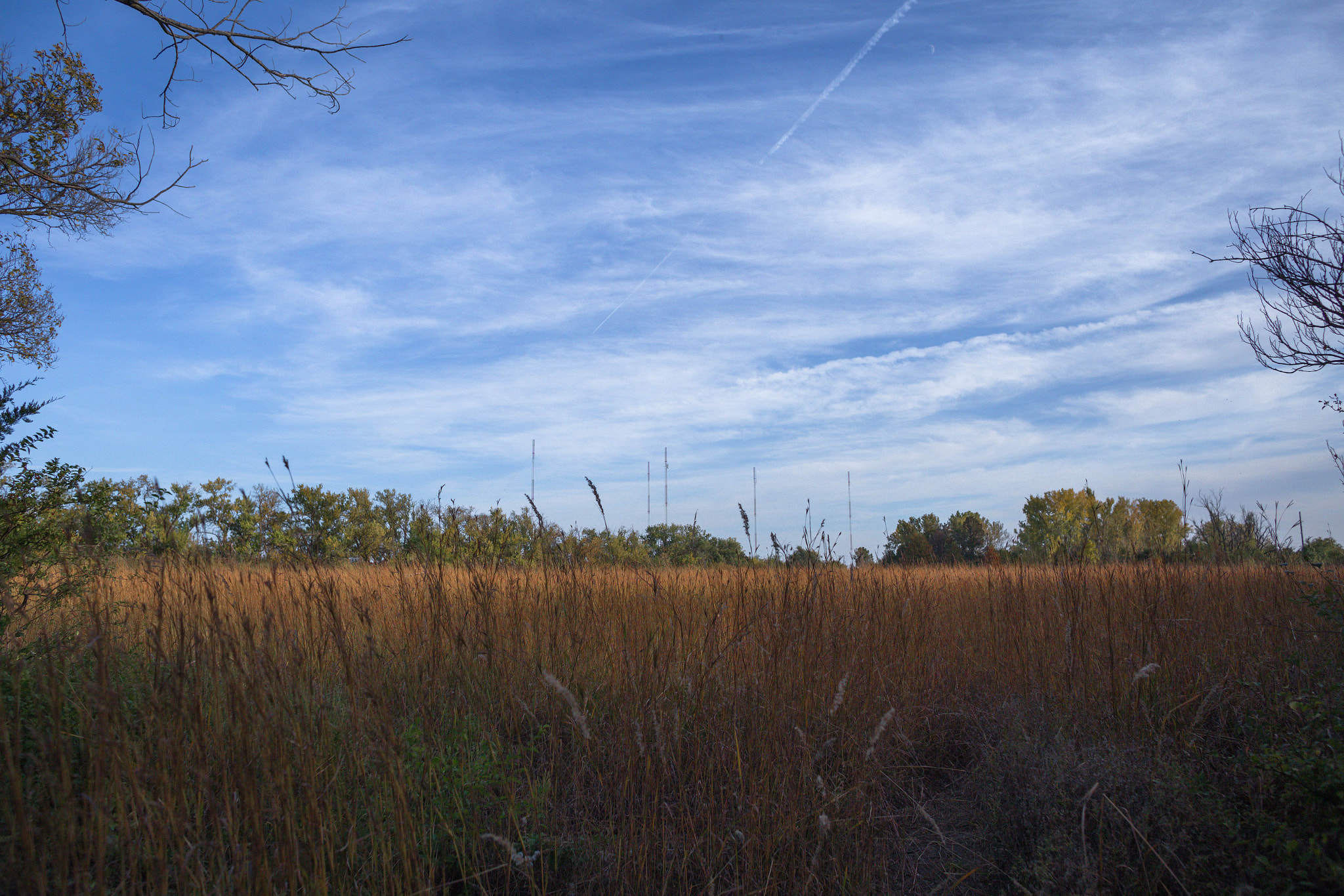 Canon EOS 6D + Canon EF 24mm f/1.4L sample photo. Wheat photography