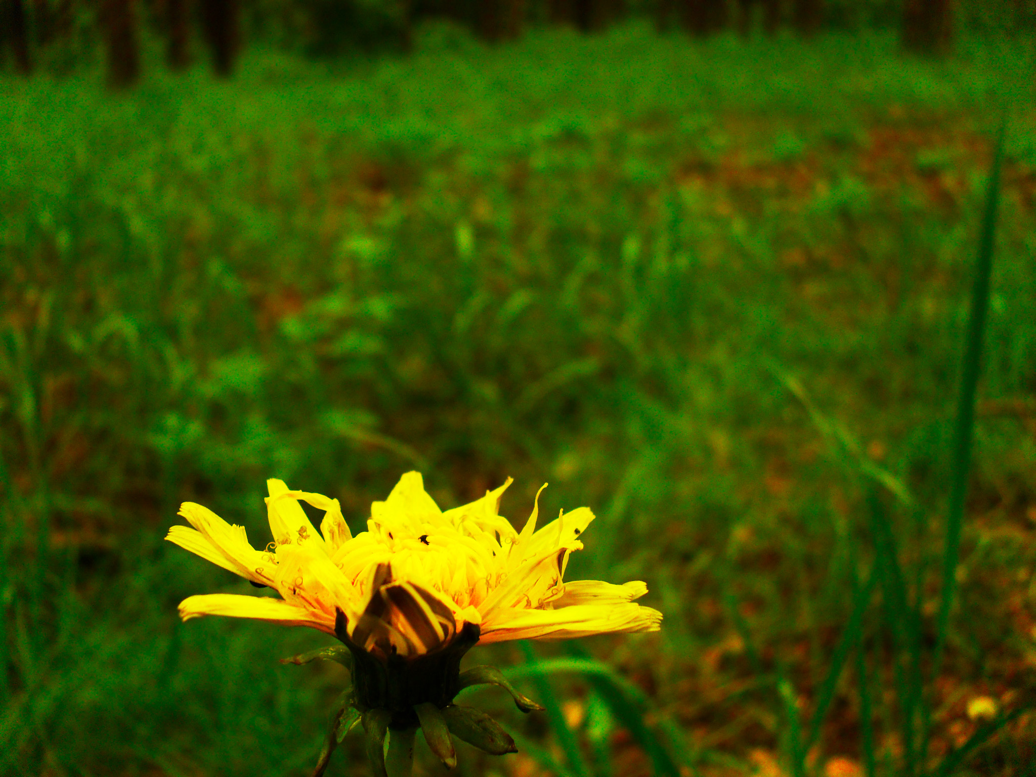 Samsung ES60 / VLUU ES60 /  SL105 /  ES63 sample photo. Warm morning in the forest. spring flowers. yellow. photography