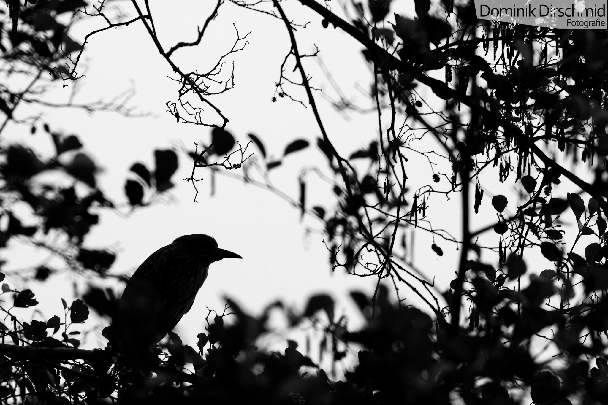 Canon EOS 70D + Canon EF 300mm F4L IS USM sample photo. Heron photography