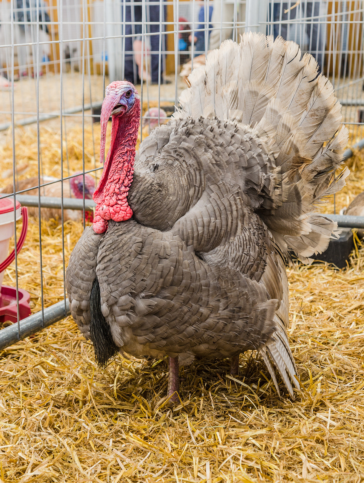Nikon D7000 sample photo. Big beautiful turkey on a farm photography