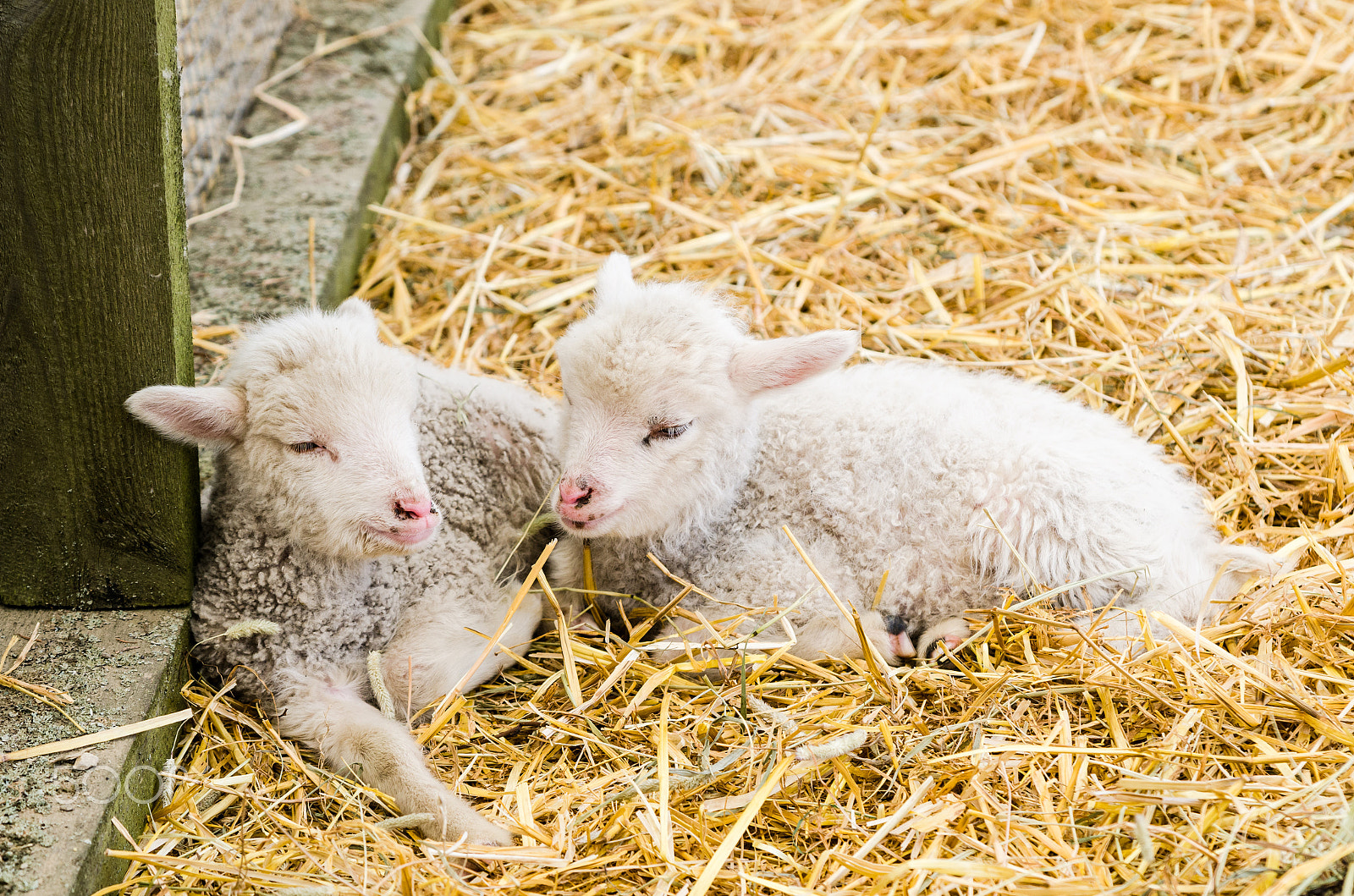 Nikon D7000 sample photo. Two little lamb sleeping in straw photography