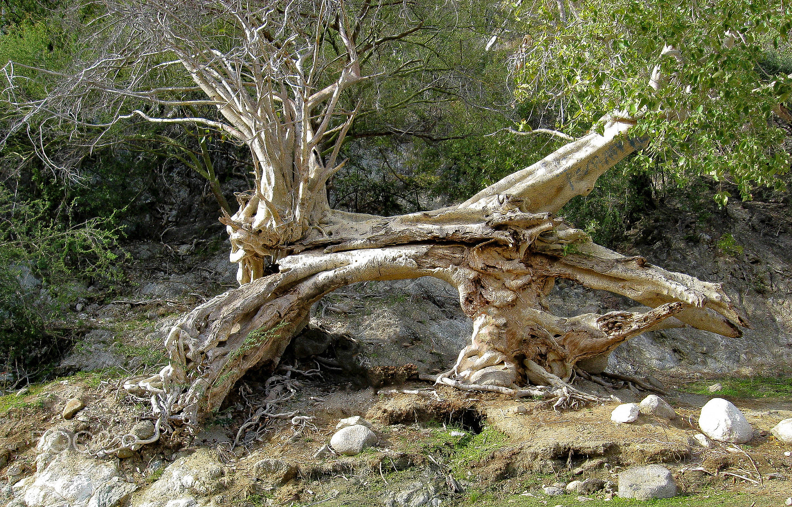 Canon POWERSHOT A540 sample photo. Treesoul photography