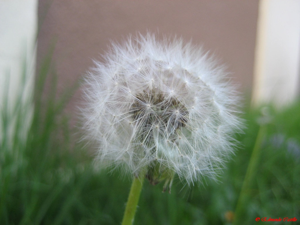 Canon POWERSHOT SD630 sample photo. Flor cabeza de león photography