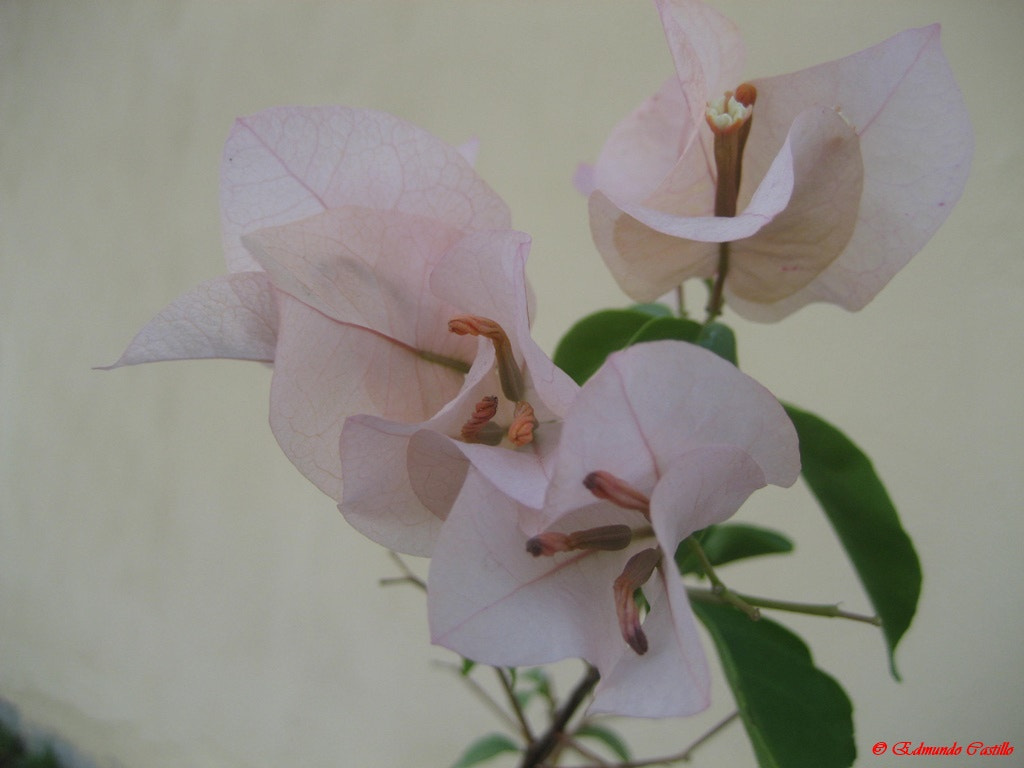 Canon POWERSHOT SD630 sample photo. Flor en santa secilia, edo. de mexico photography