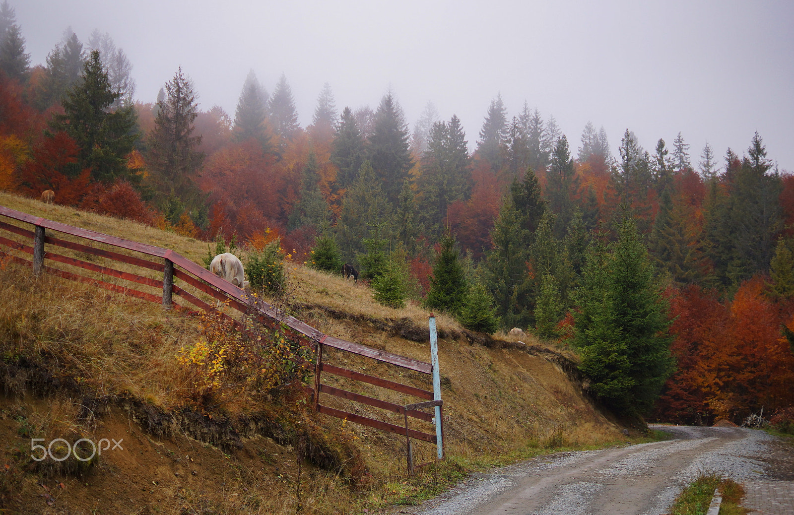 Sony SLT-A65 (SLT-A65V) + Sony DT 35mm F1.8 SAM sample photo. Morning of autumn photography