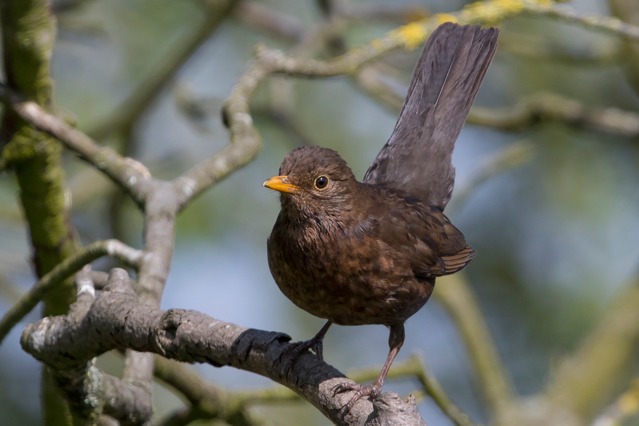 Canon EF 300mm F2.8L IS II USM sample photo. Blackbird  photography