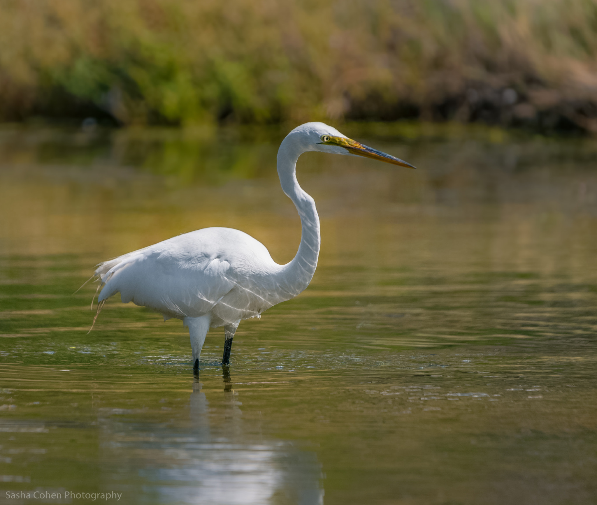Canon EOS 5D sample photo. Egret photography