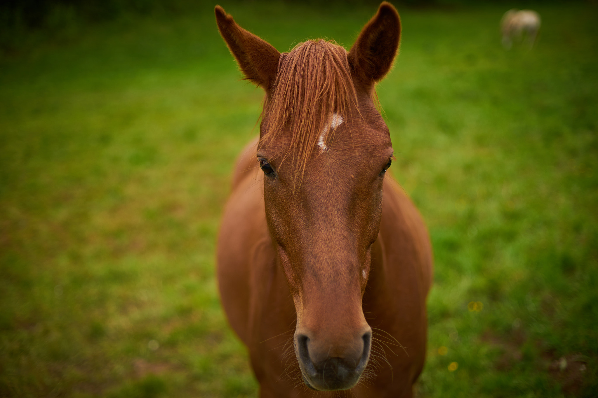 Sony a7 + Minolta AF 50mm F1.4 [New] sample photo. Horse photography