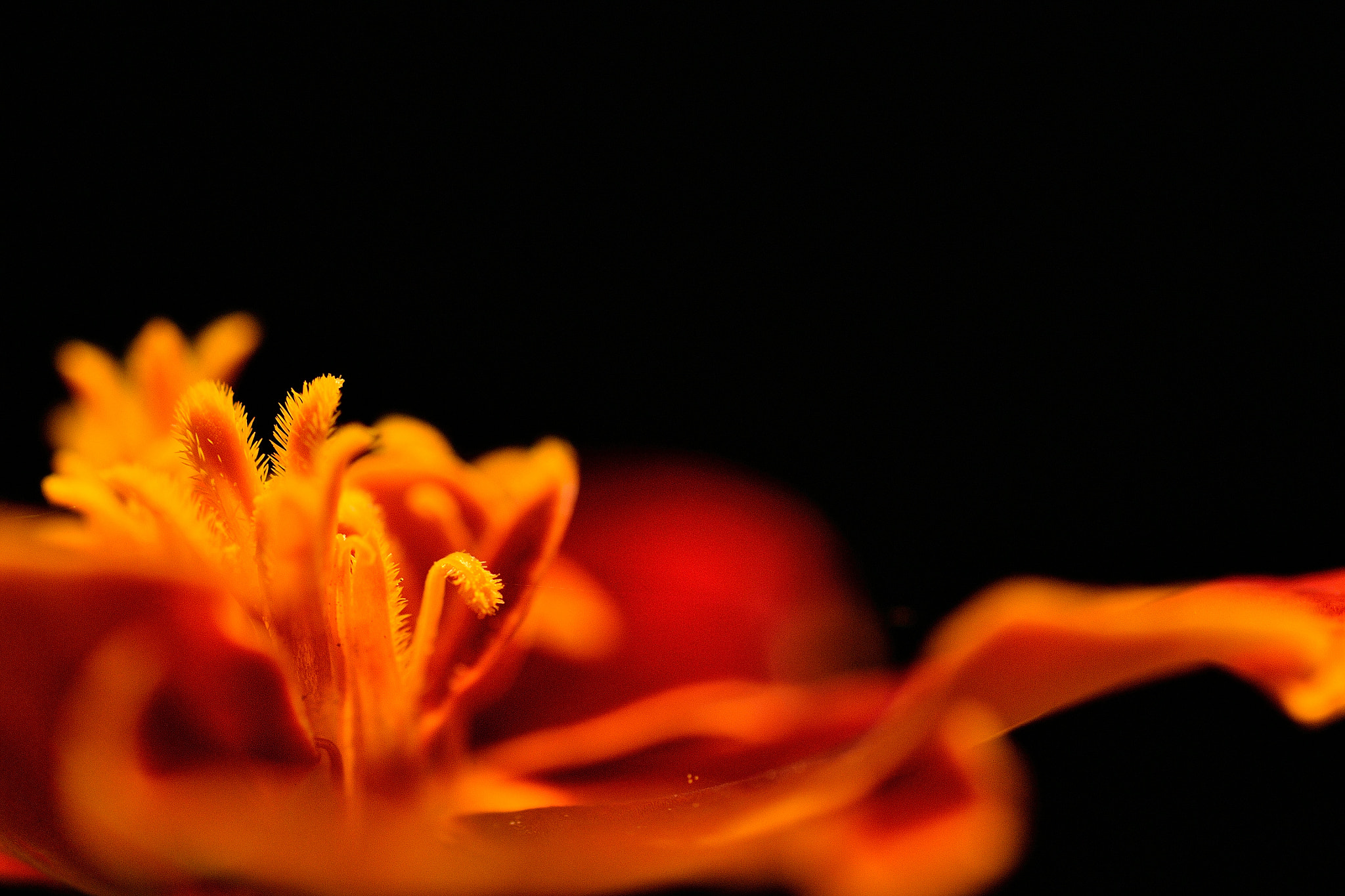 Nikon D3100 sample photo. Marigold photography