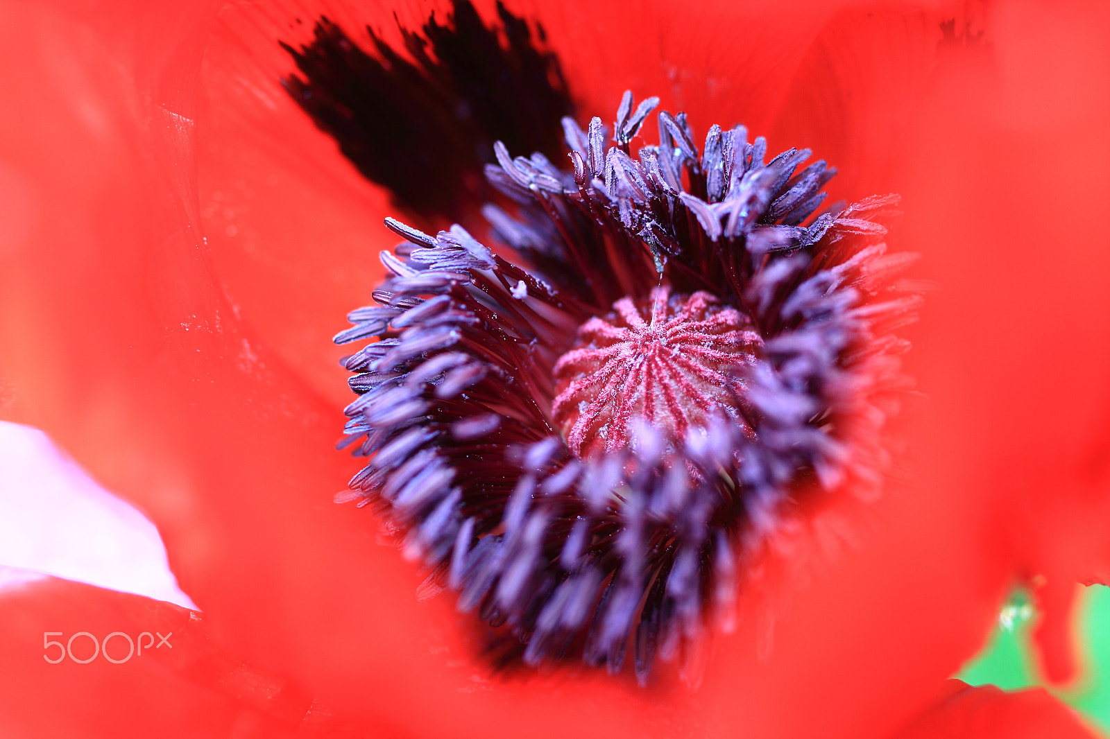 Tamron SP 35mm F1.8 Di VC USD sample photo. Oriental poppy open 2 photography