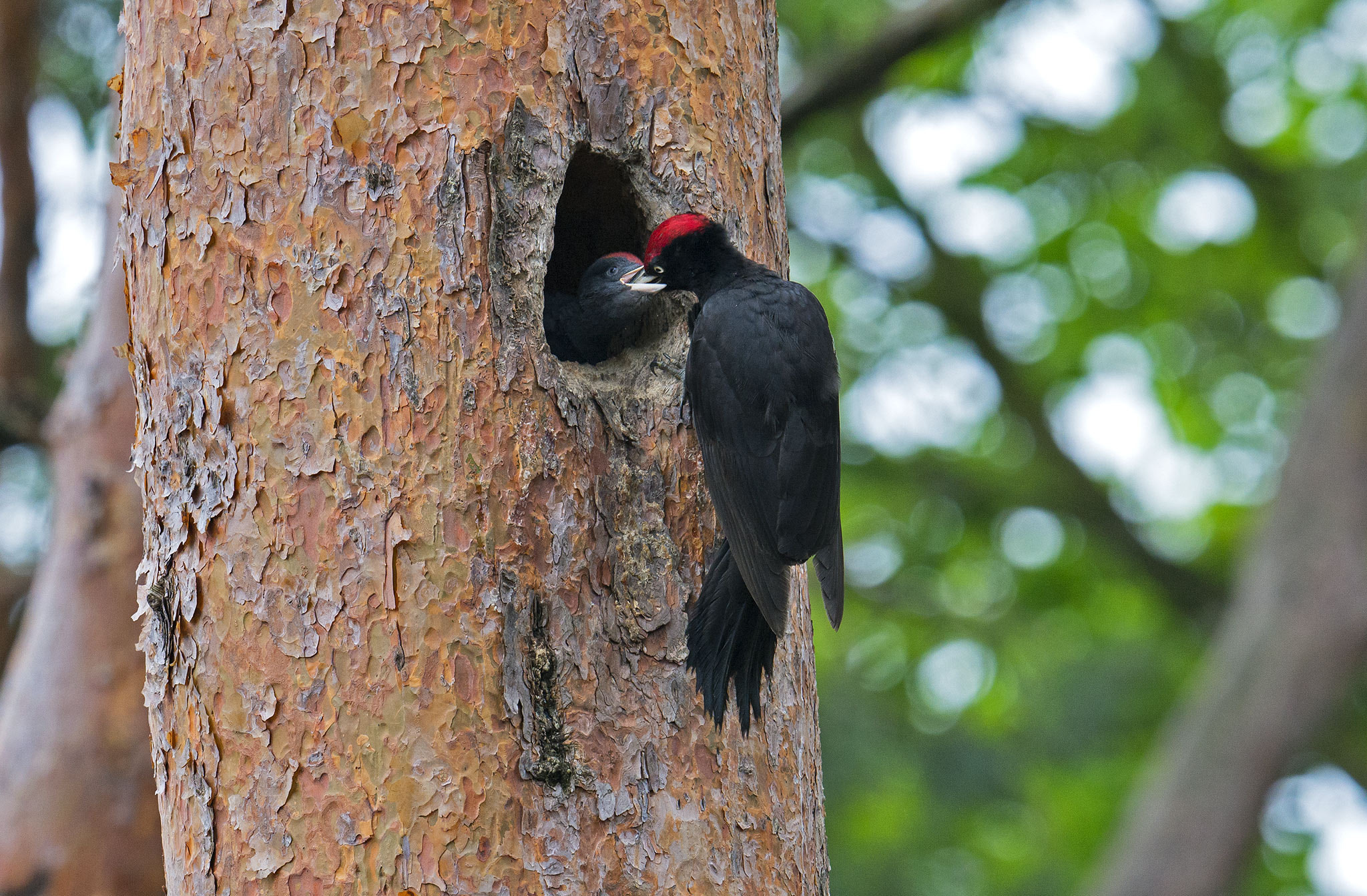 Nikon AF-S Nikkor 500mm F4E FL ED VR sample photo. Pic noir photography