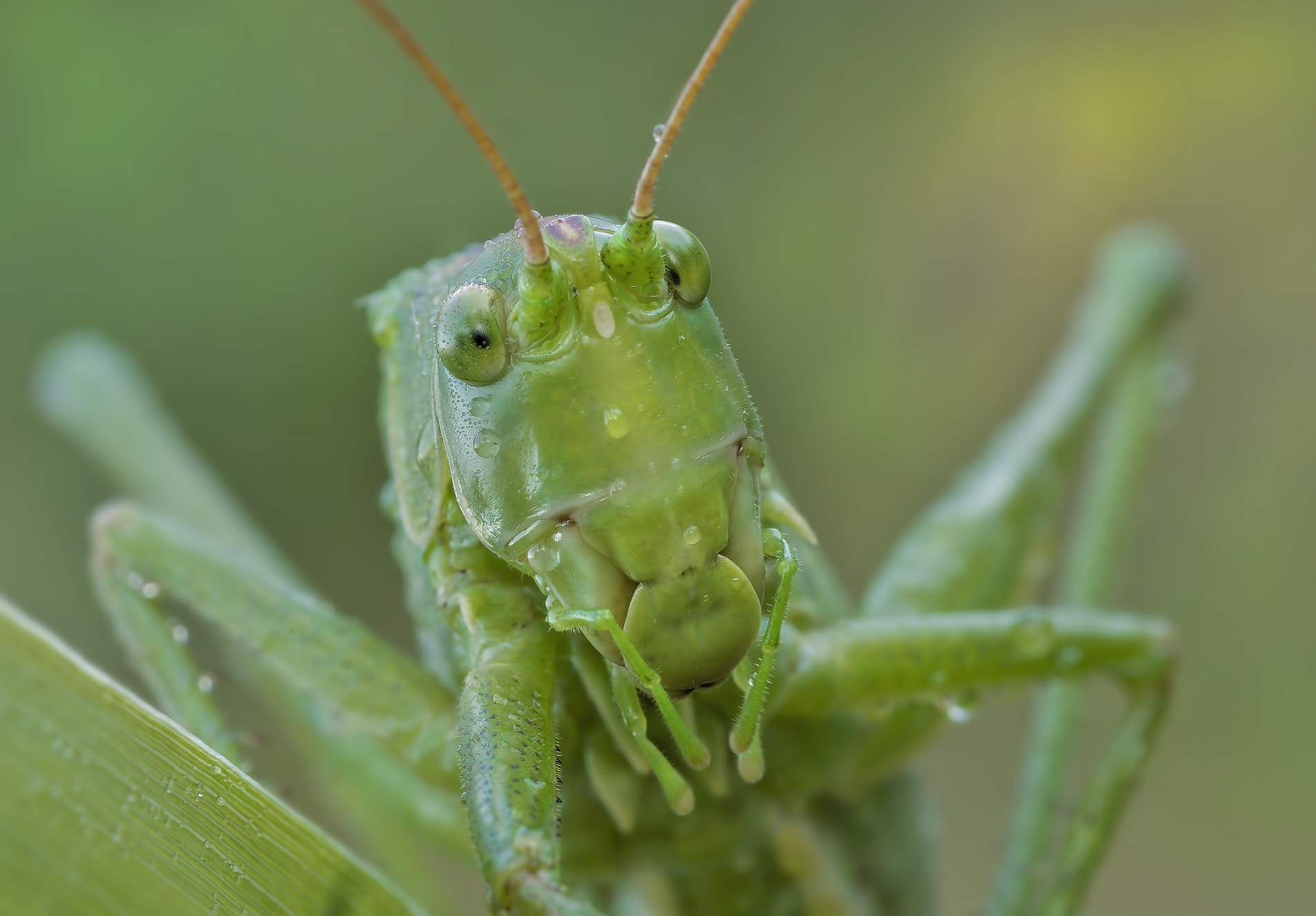 Pentax K-5 + smc PENTAX-FA Macro 100mm F2.8 sample photo. Hello, i'm green, and you? photography