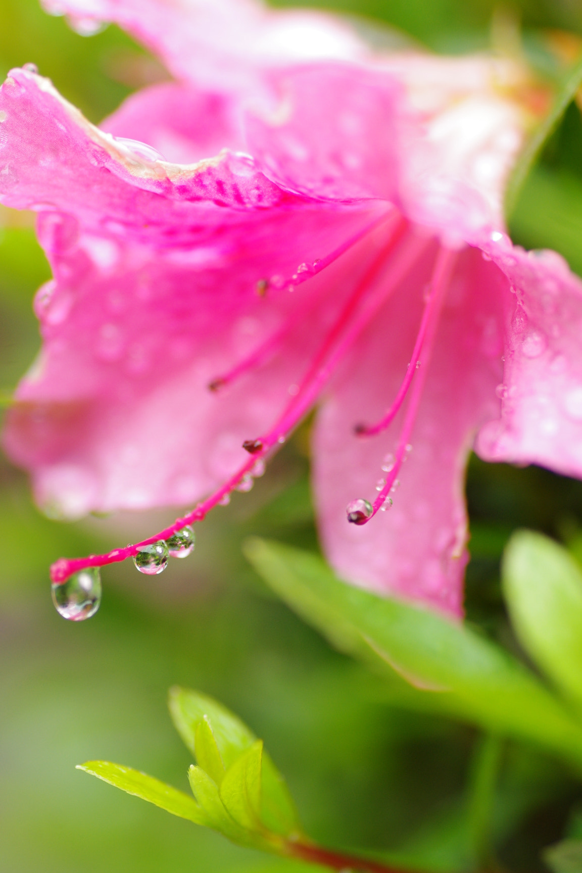 Pentax K-x + Tamron SP AF 90mm F2.8 Di Macro sample photo. 雨の夕暮れ時 photography