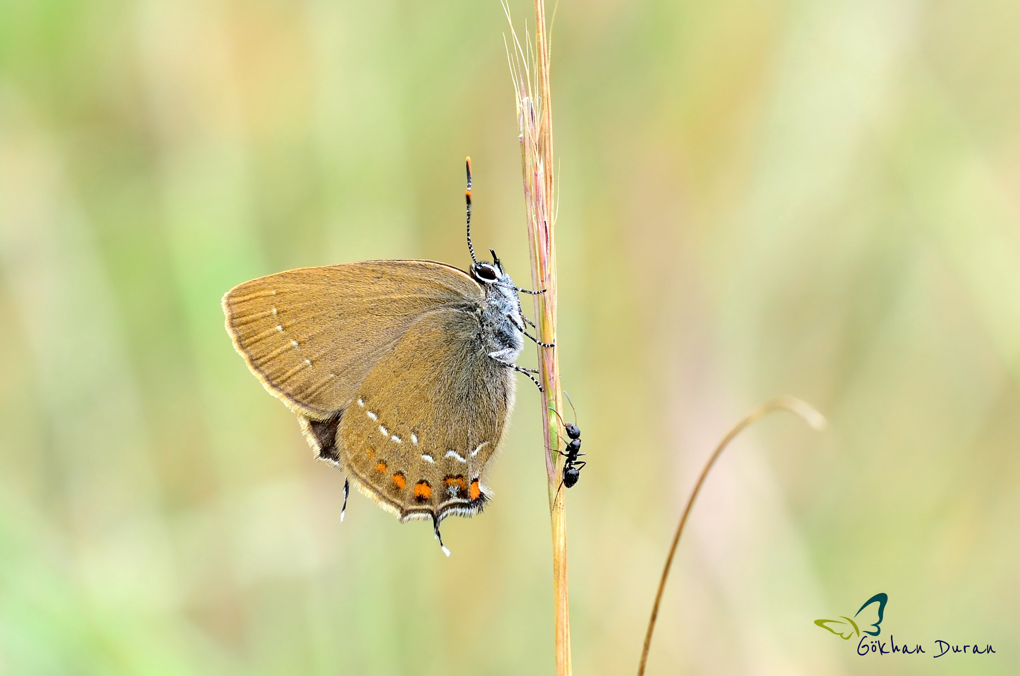 Sigma 150mm F2.8 EX DG Macro HSM sample photo. Satyrium ilicis photography