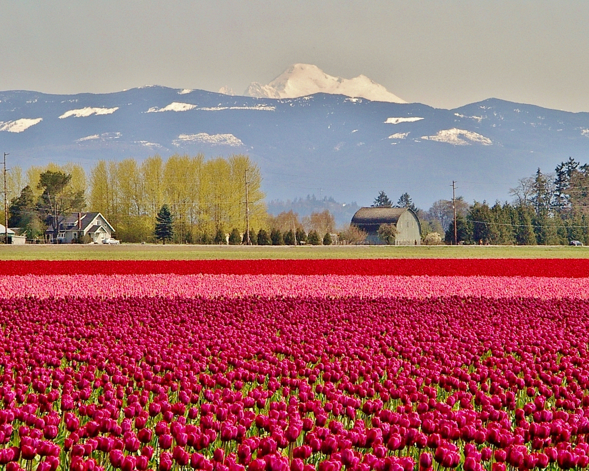 Pentax OPTIO MX sample photo. Tulip fest dan photography