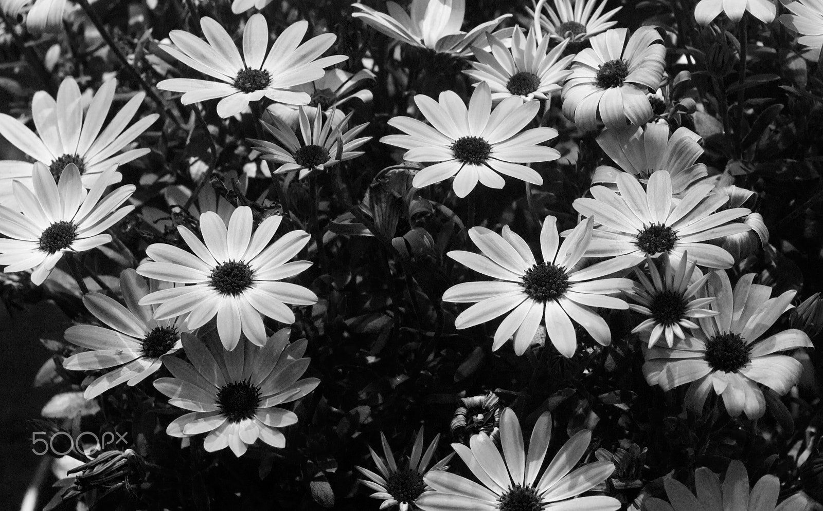 Kodak DCS Pro SLR/n sample photo. Flowers photography