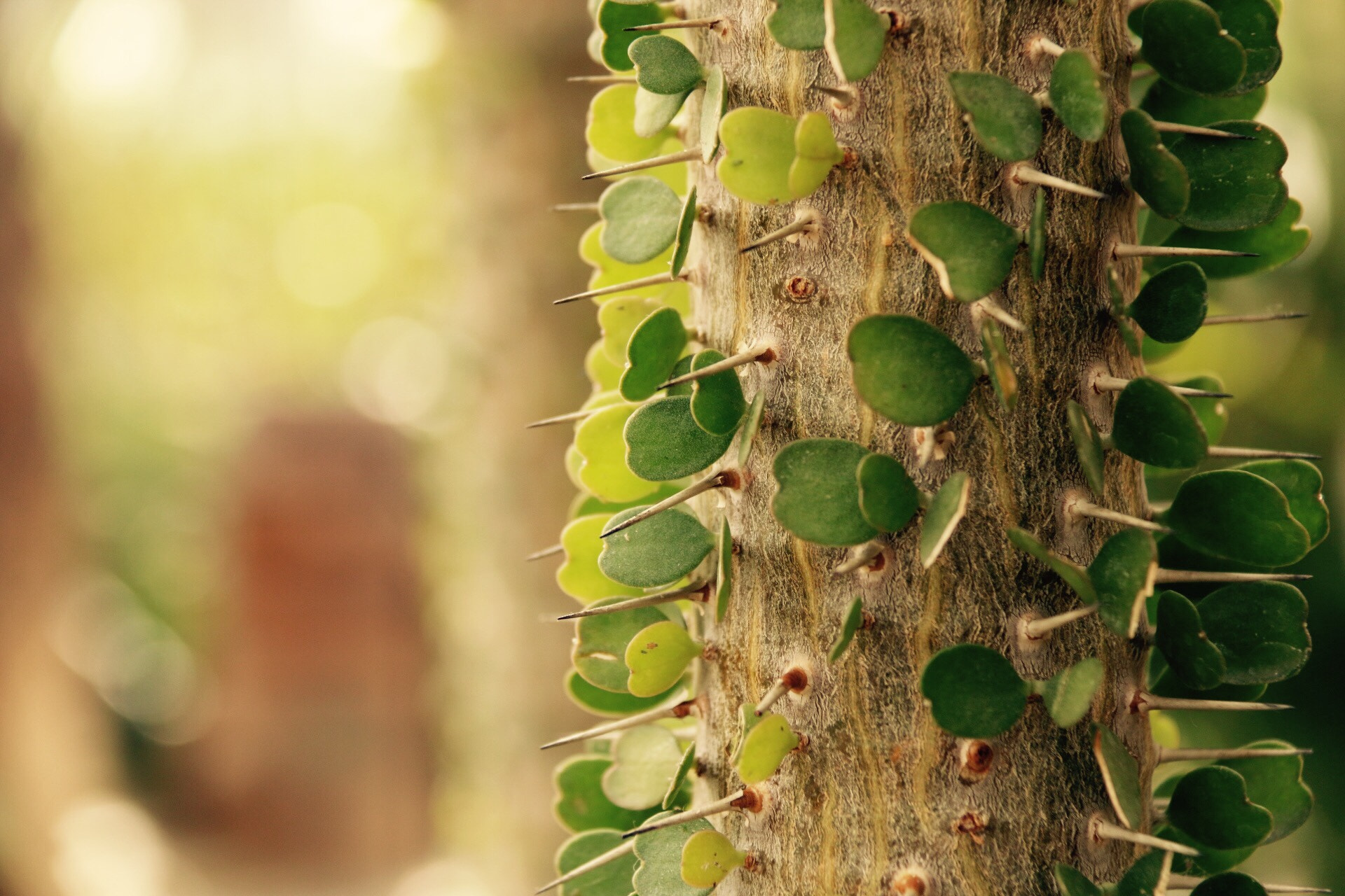 Canon EOS 70D + Canon EF-S 18-200mm F3.5-5.6 IS sample photo. Cactus photography