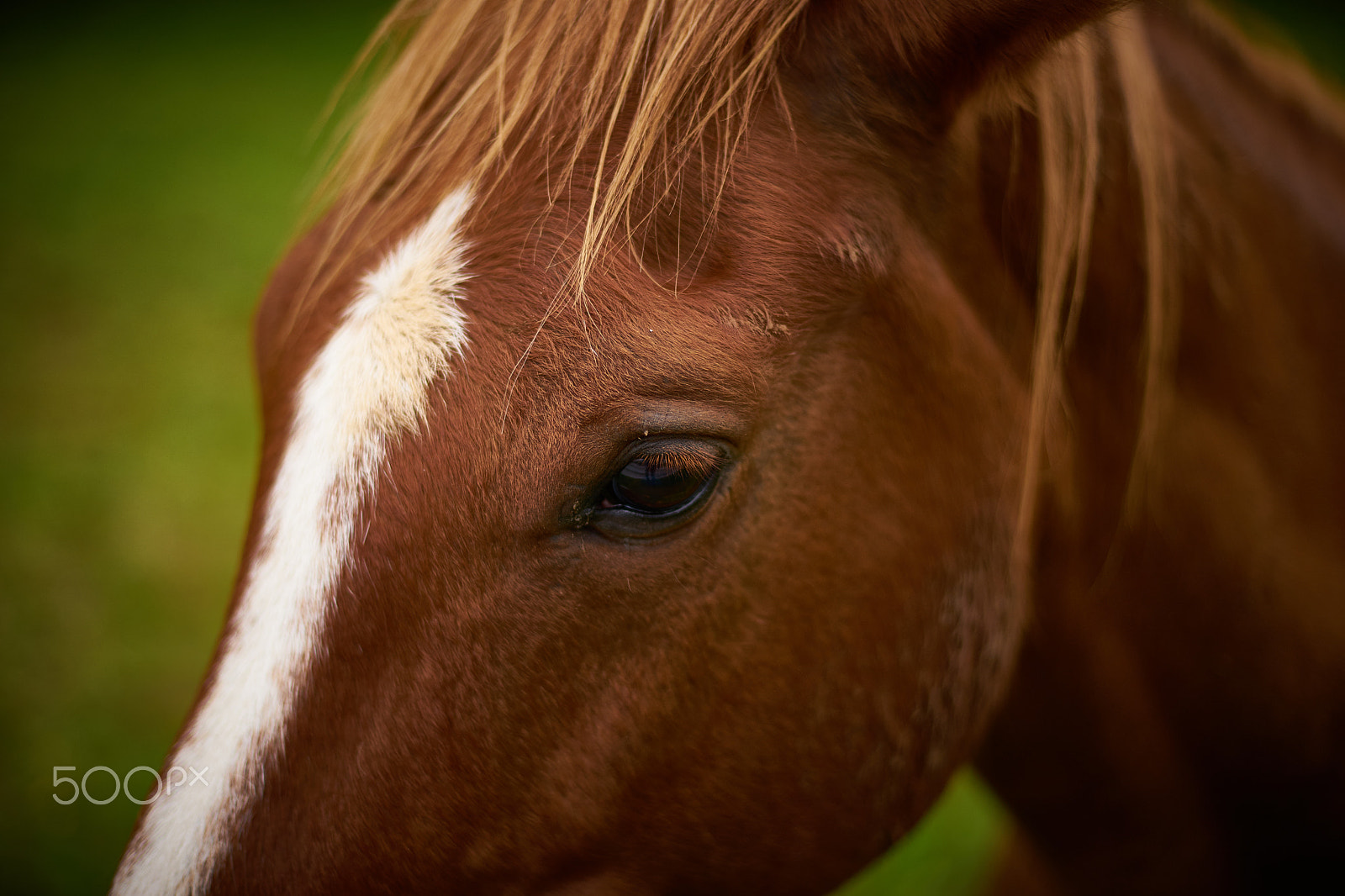 Sony a7 + Minolta AF 50mm F1.4 [New] sample photo. Horse's eye photography