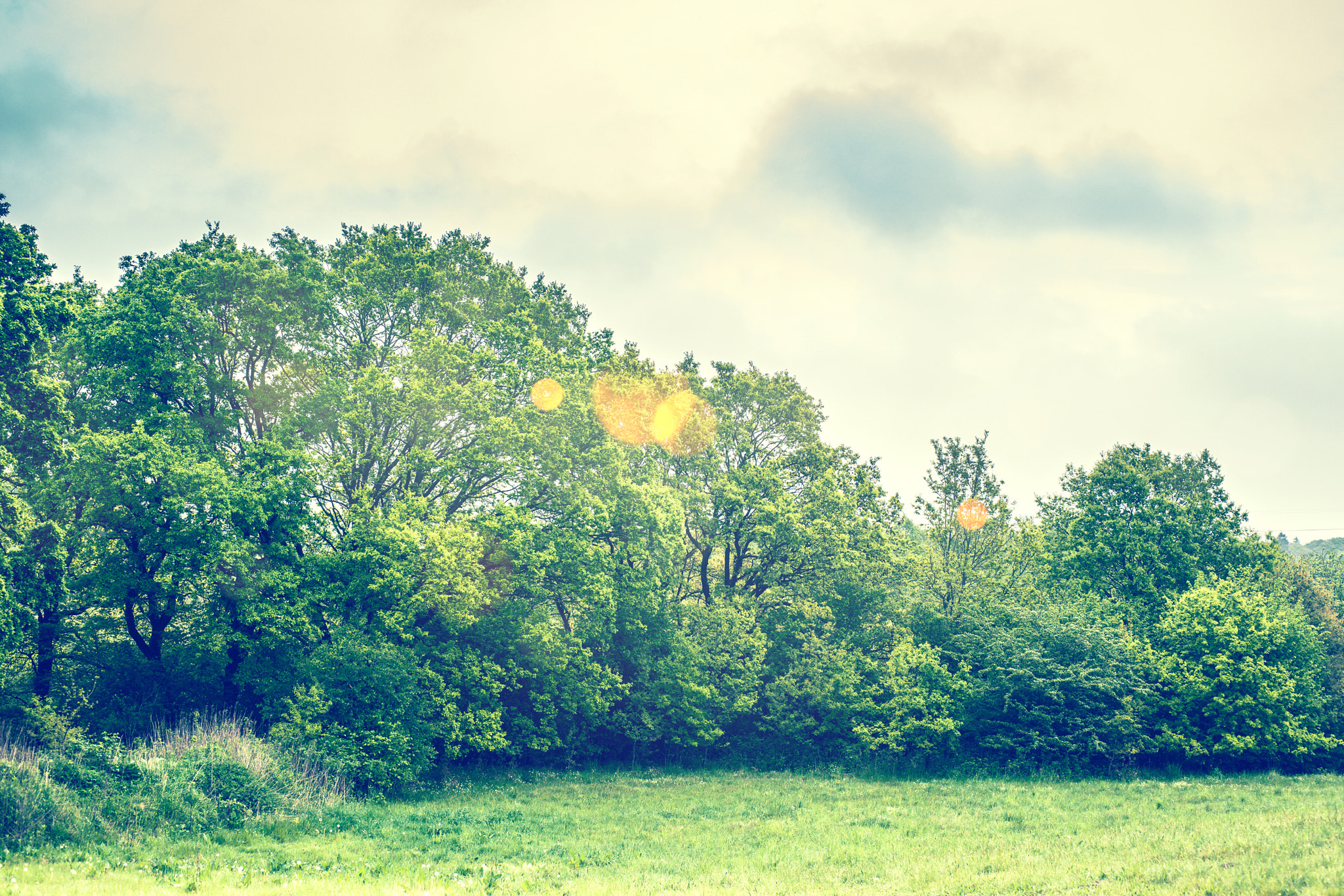 Sony Alpha DSLR-A900 + Sony 50mm F1.4 sample photo. Landscape with magical golden bokeh photography