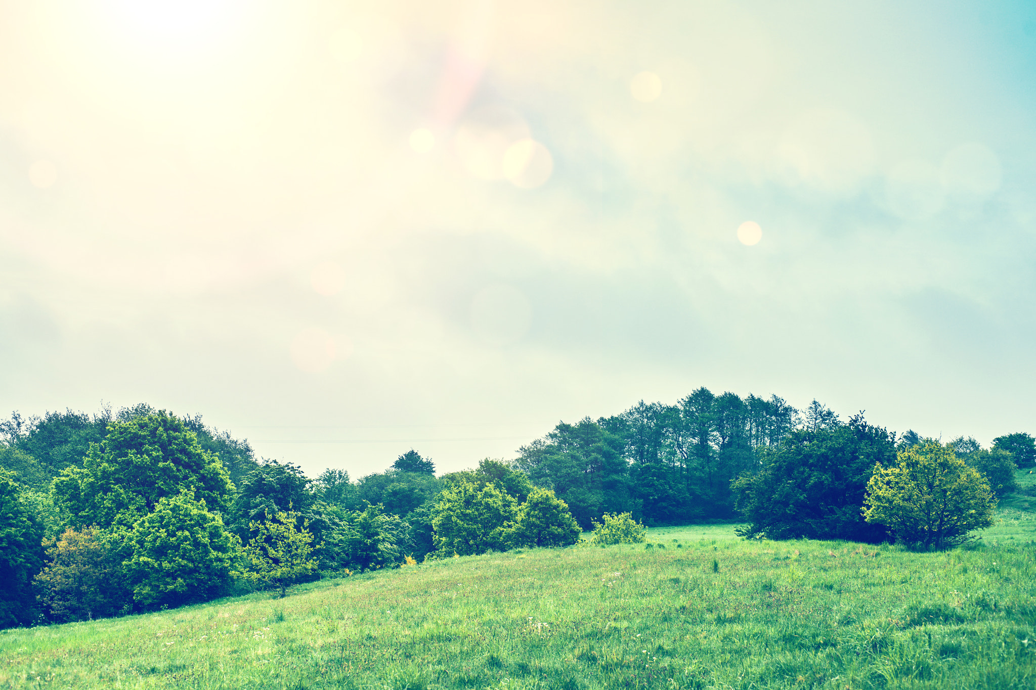 Sony 50mm F1.4 sample photo. Green fields with trees photography