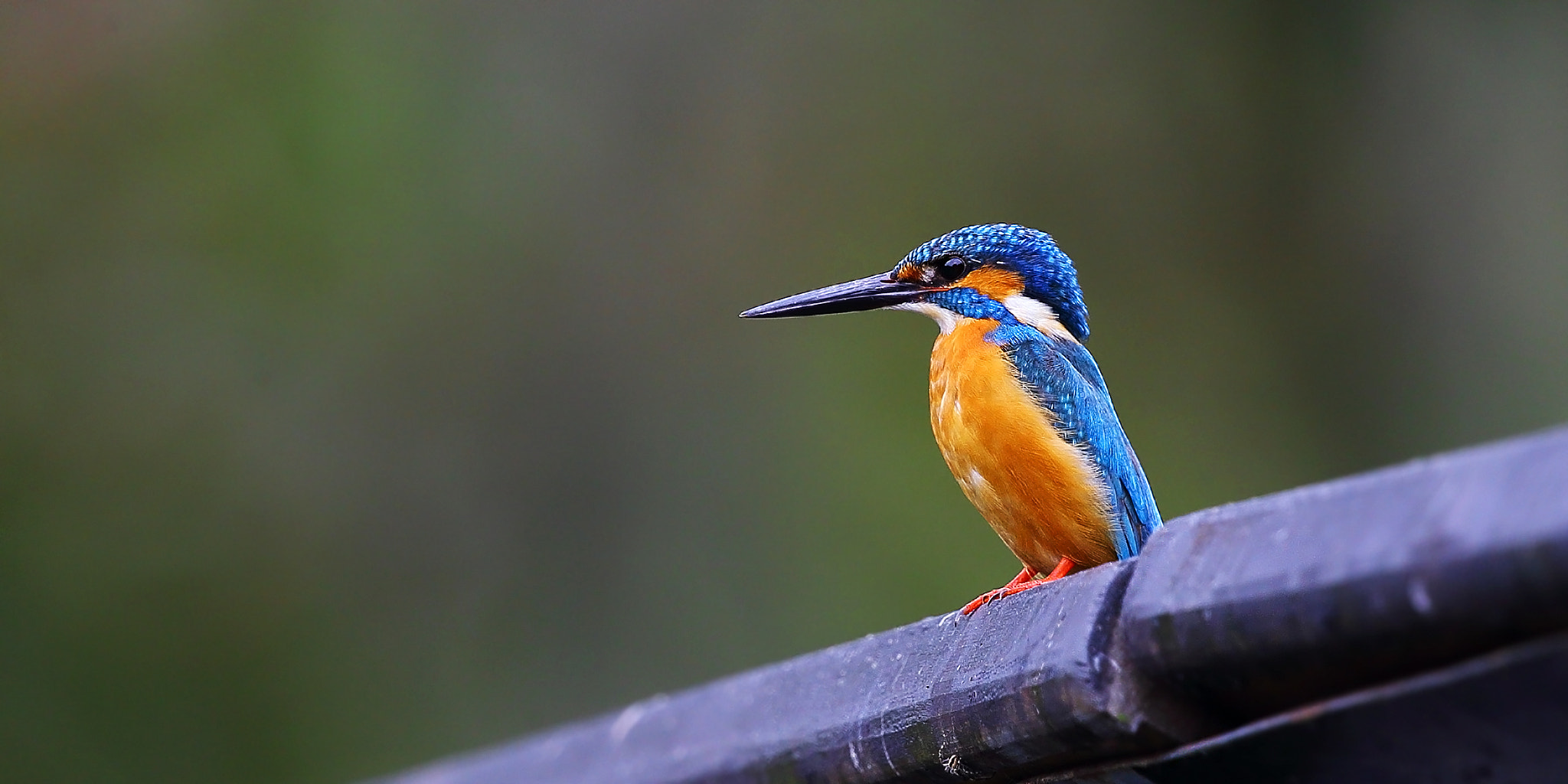 Canon EOS-1D X sample photo. Rely on the railing overlooking alone photography