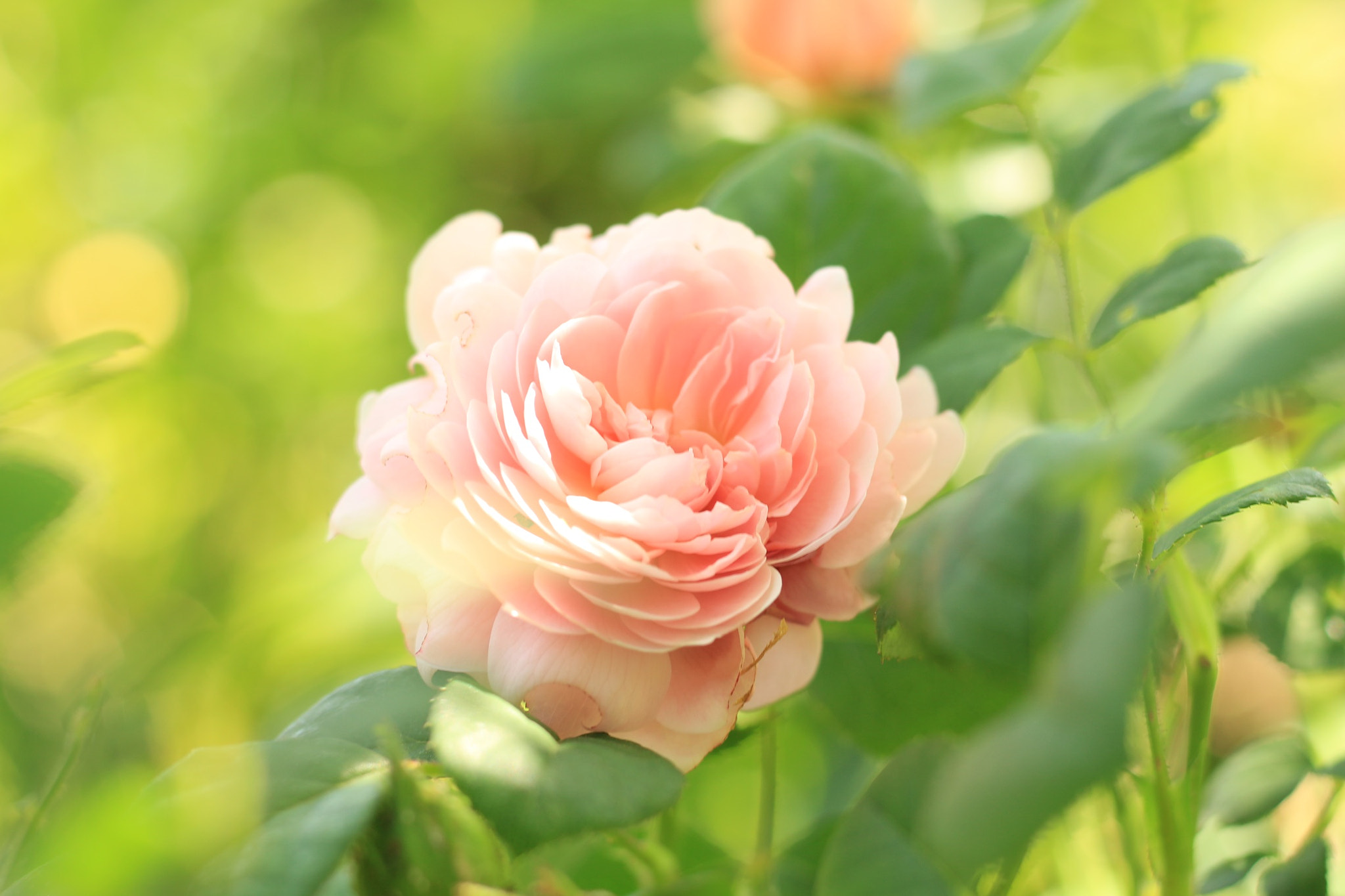 Canon EOS M + Canon EF 50mm F1.8 STM sample photo