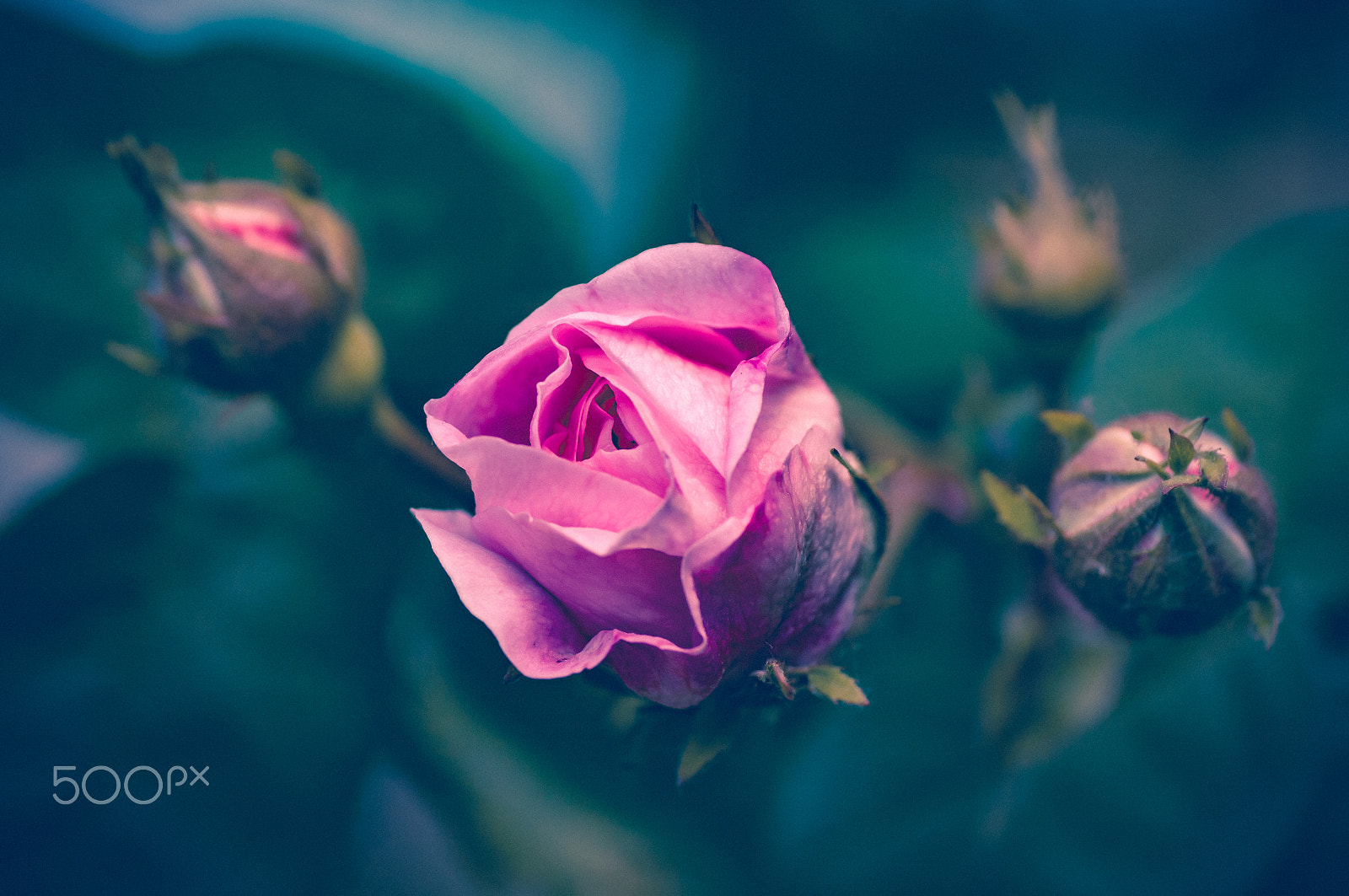 Pentax K20D + Pentax smc D-FA 100mm F2.8 macro sample photo. Young rose photography