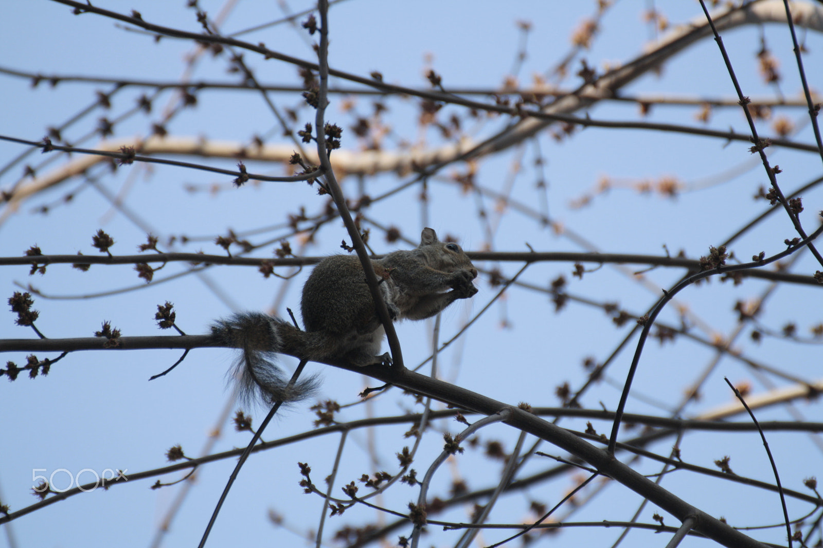 Tamron SP 35mm F1.8 Di VC USD sample photo. Squirrel on the tree photography