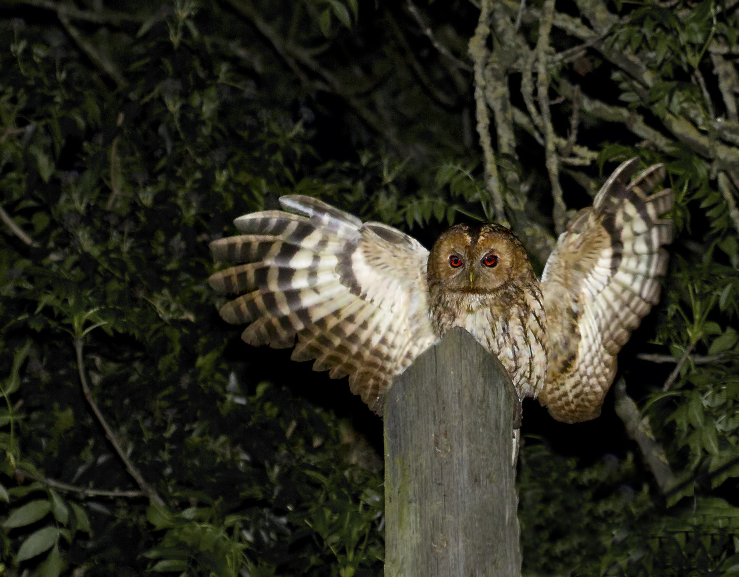 Canon EF 100-400mm F4.5-5.6L IS USM sample photo. Tawny owl photography