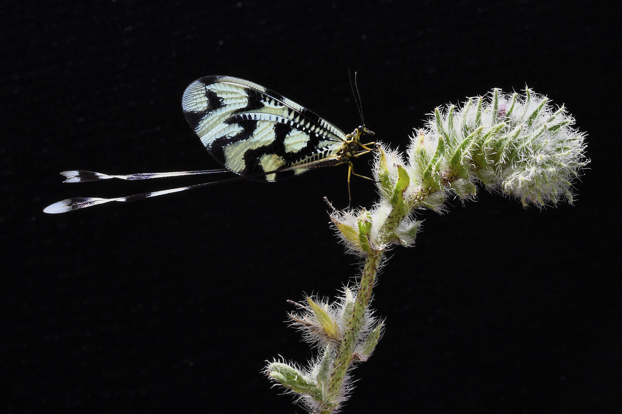 Nikon D5 + ZEISS Makro-Planar T* 100mm F2 sample photo. Nemoptera sinuata photography