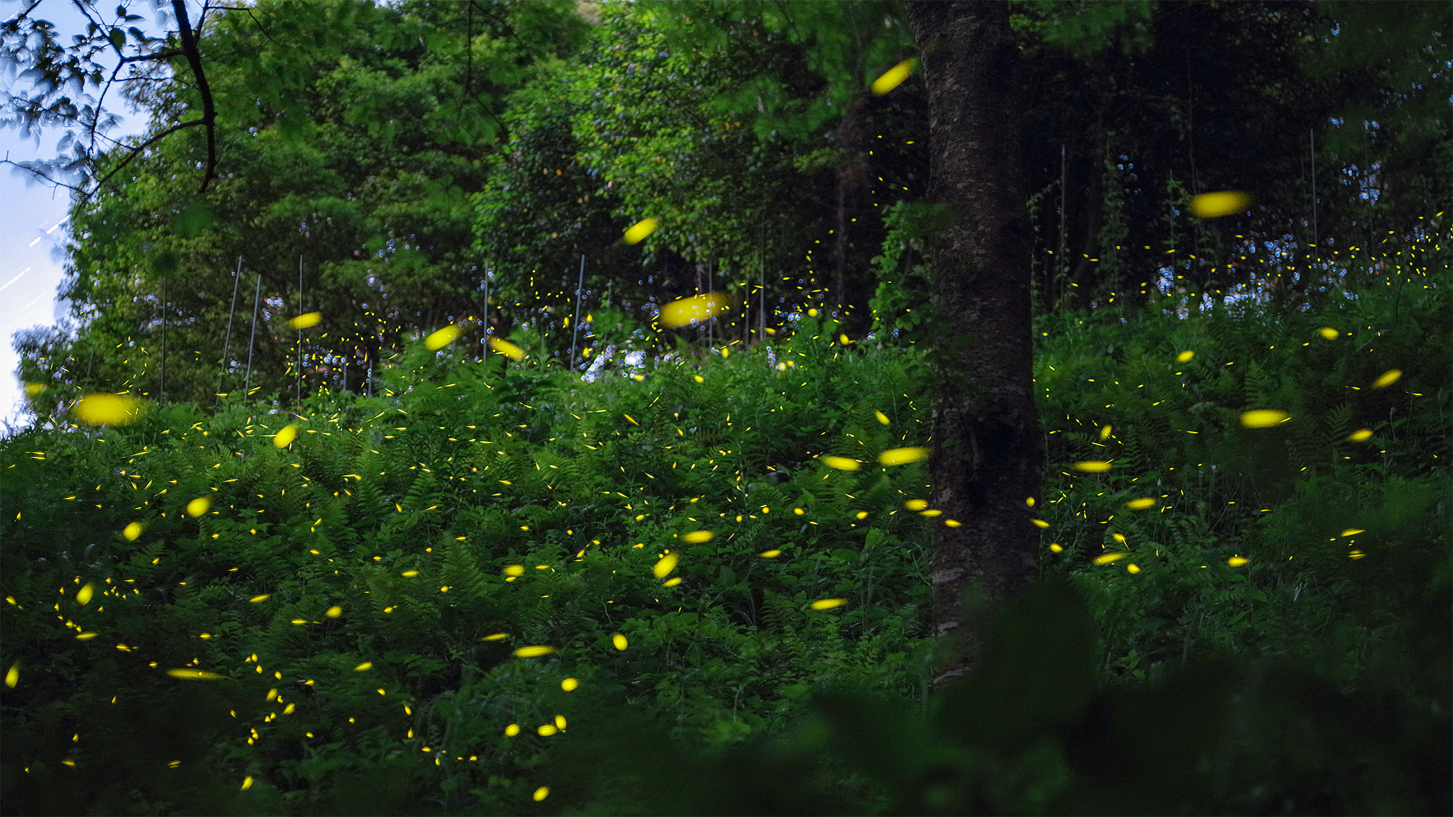 Pentax 645Z sample photo. Firefly photography