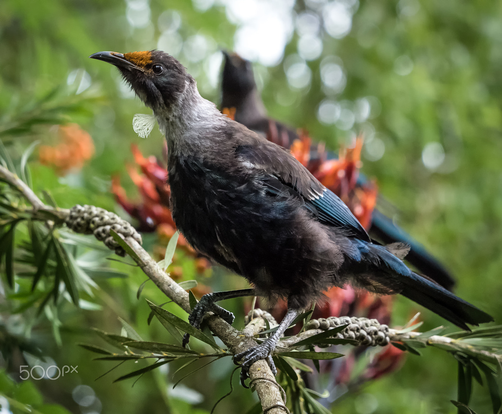 Panasonic Lumix DMC-GH4 sample photo. Juvenile tui photography