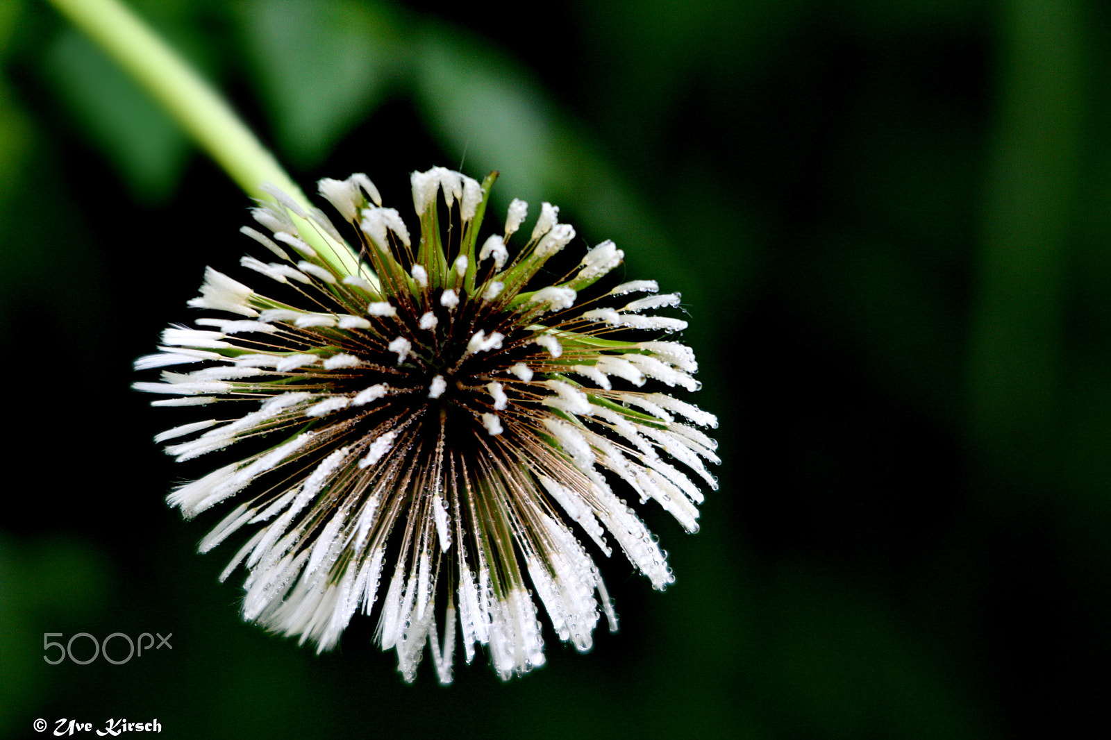 Canon EOS 1000D (EOS Digital Rebel XS / EOS Kiss F) sample photo. Wet morning photography
