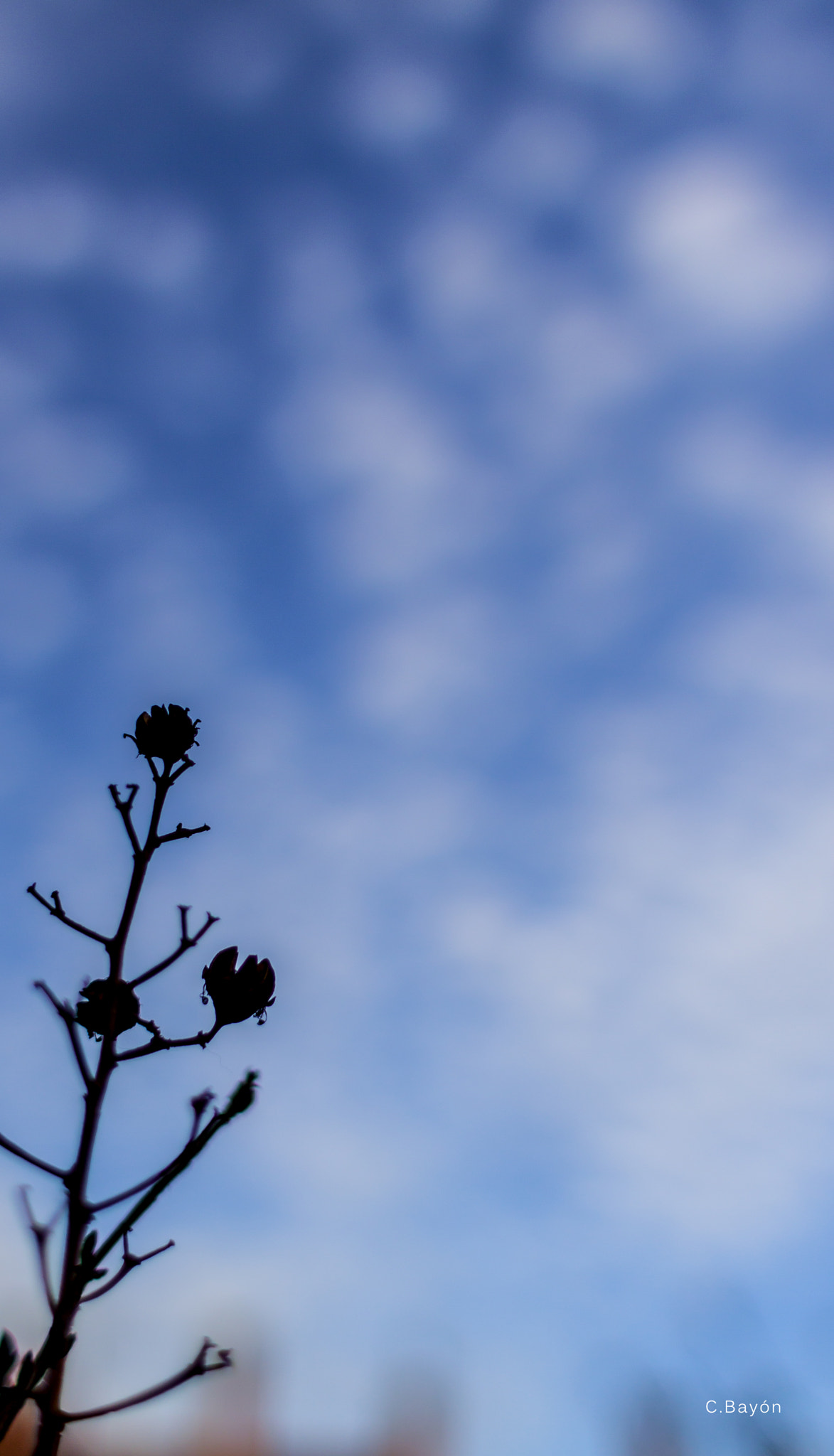 Canon EOS 50D + Canon EF 28mm F1.8 USM sample photo. Extreme depth of field photography