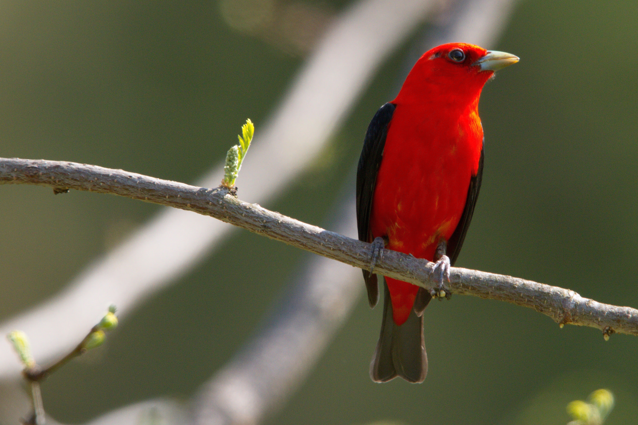 Canon EOS 7D + Canon EF 600mm F4L IS II USM sample photo. Scarlet tanager photography