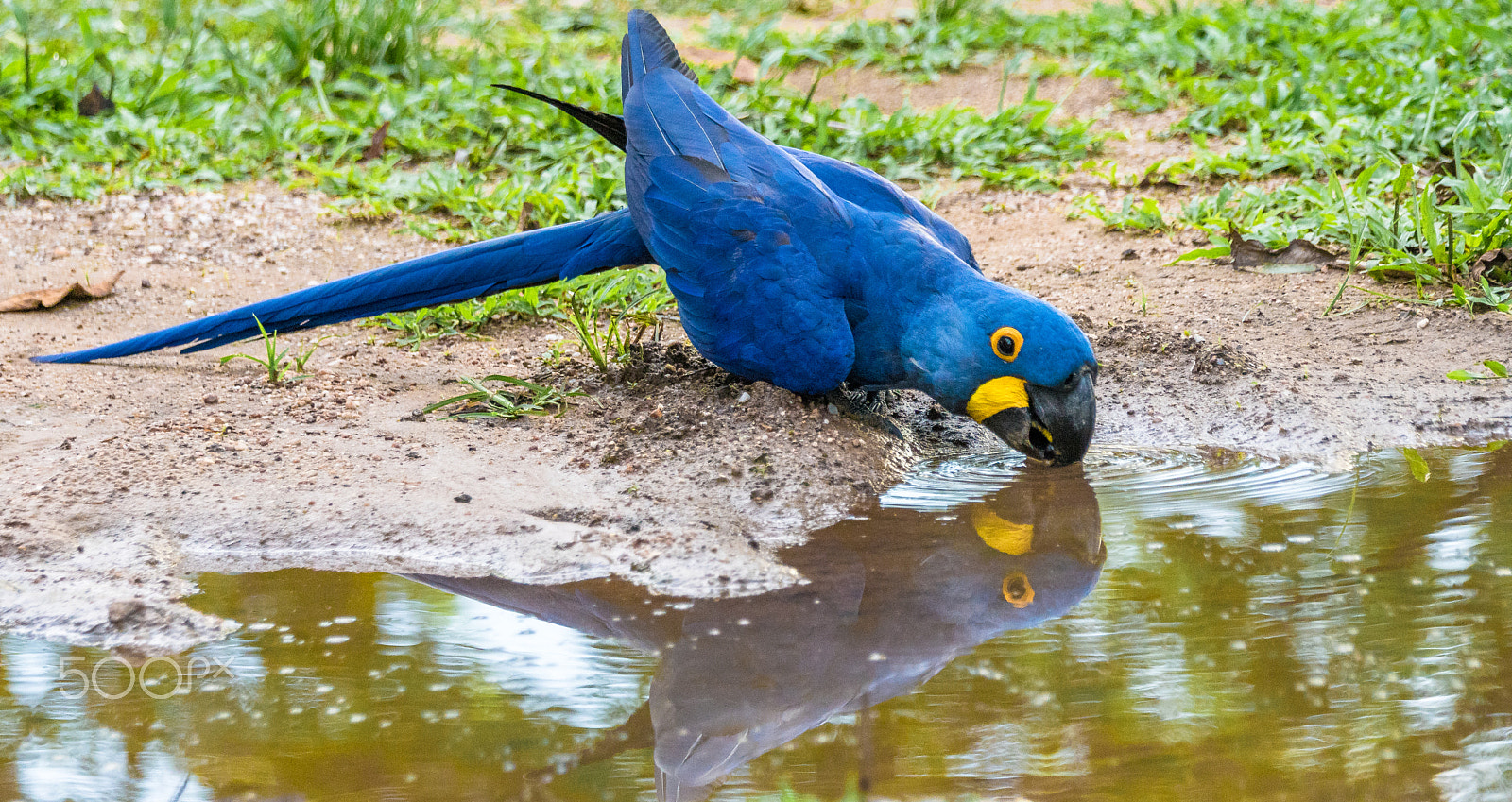 Sony ILCA-77M2 + Sony 70-400mm F4-5.6 G SSM sample photo. Macaw reflection photography