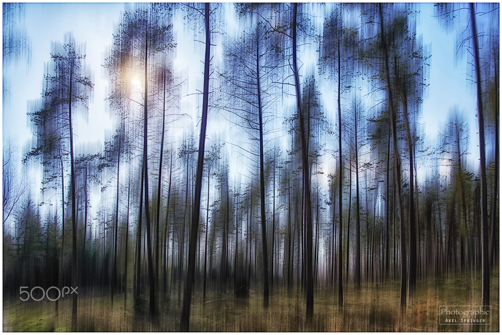 Canon EF 28-105mm f/3.5-4.5 USM sample photo. A forest photography