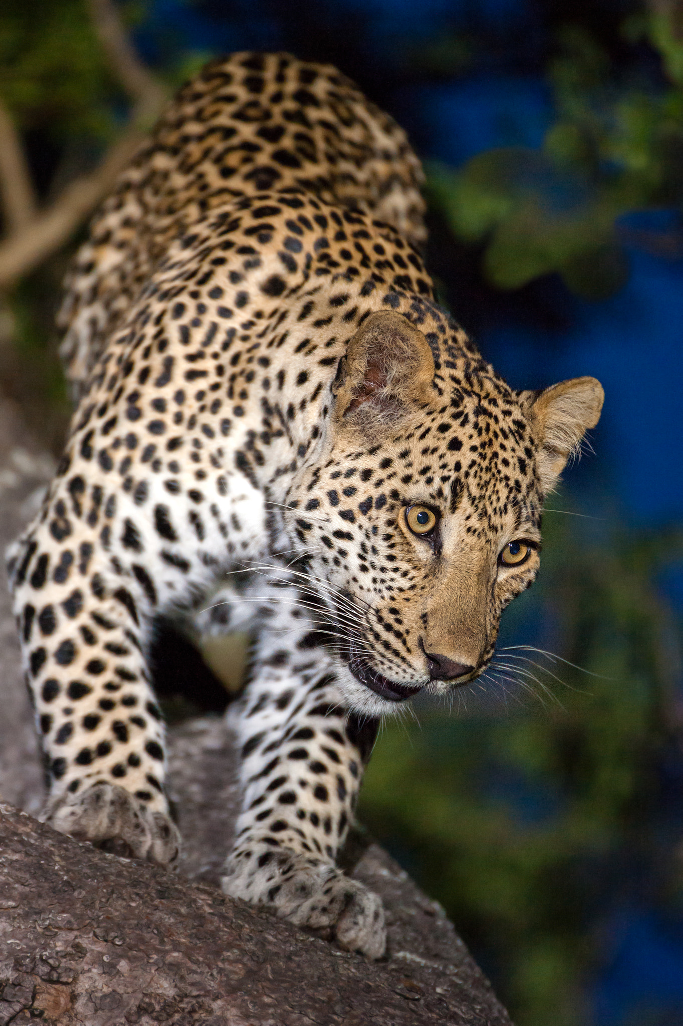 Nikon D3 sample photo. Descending leopard photography