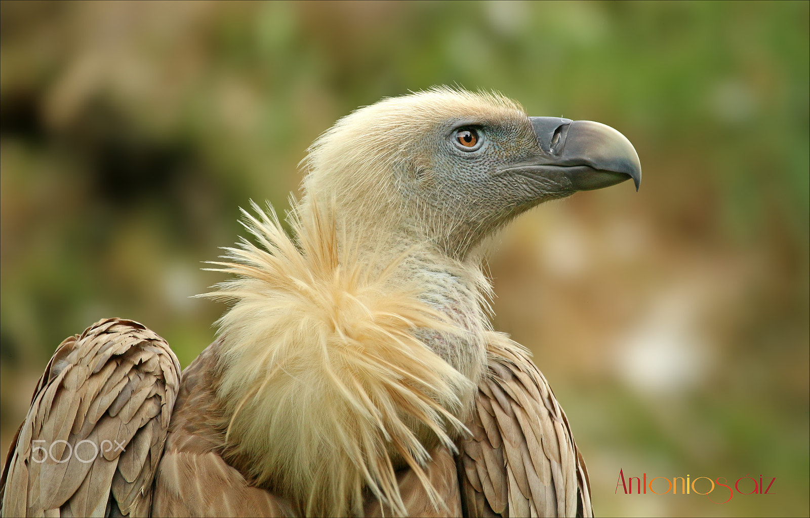 Canon EF 100-400mm F4.5-5.6L IS USM sample photo. Buitre leonado. photography
