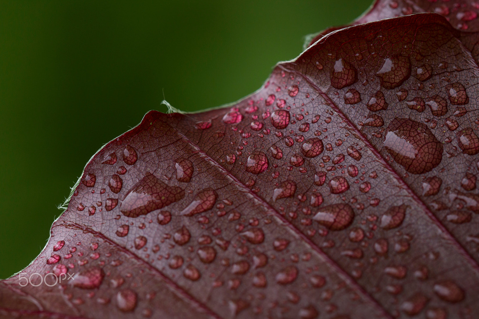 Canon EOS 650D (EOS Rebel T4i / EOS Kiss X6i) + Canon EF 100mm F2.8 Macro USM sample photo. Rotbuchenblatt photography