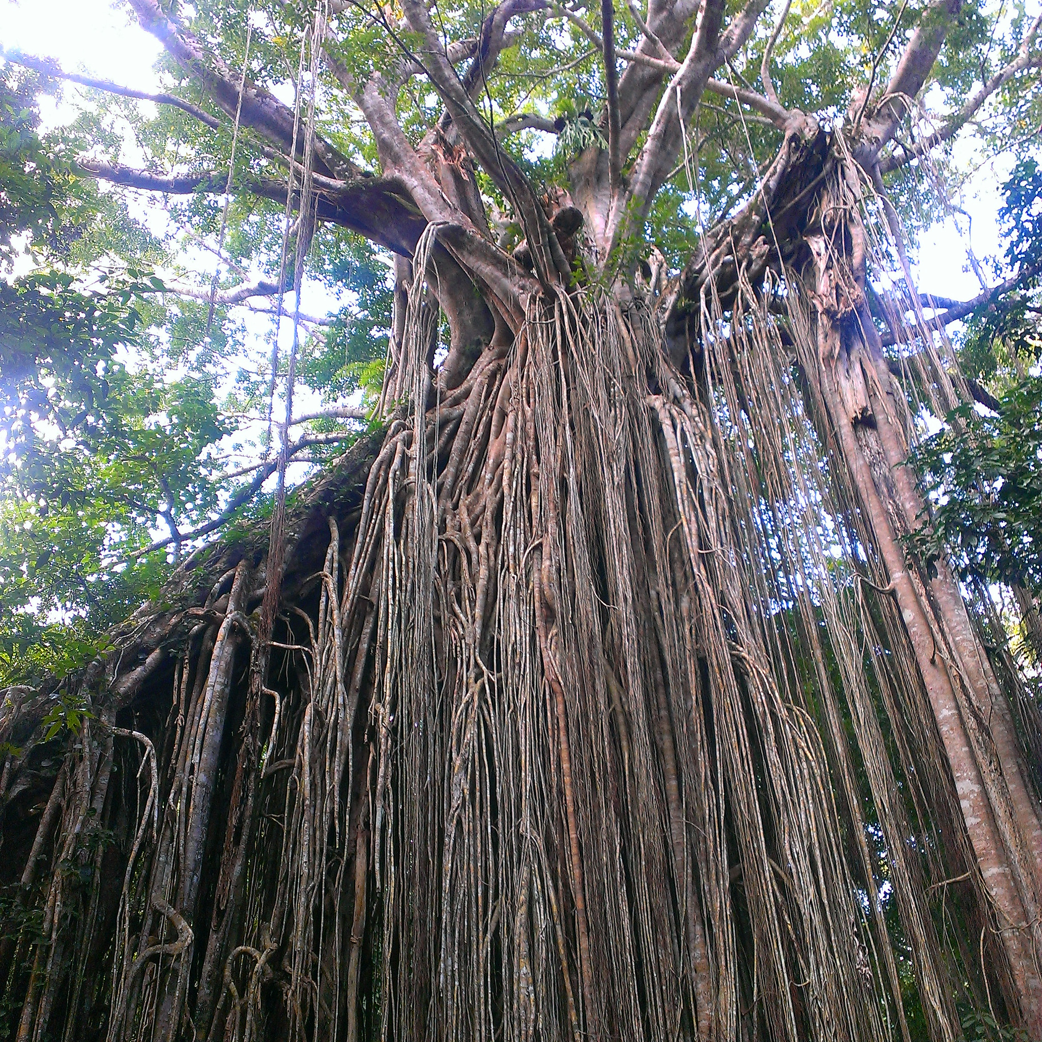 HTC ONE XL sample photo. Curtain fig tree photography