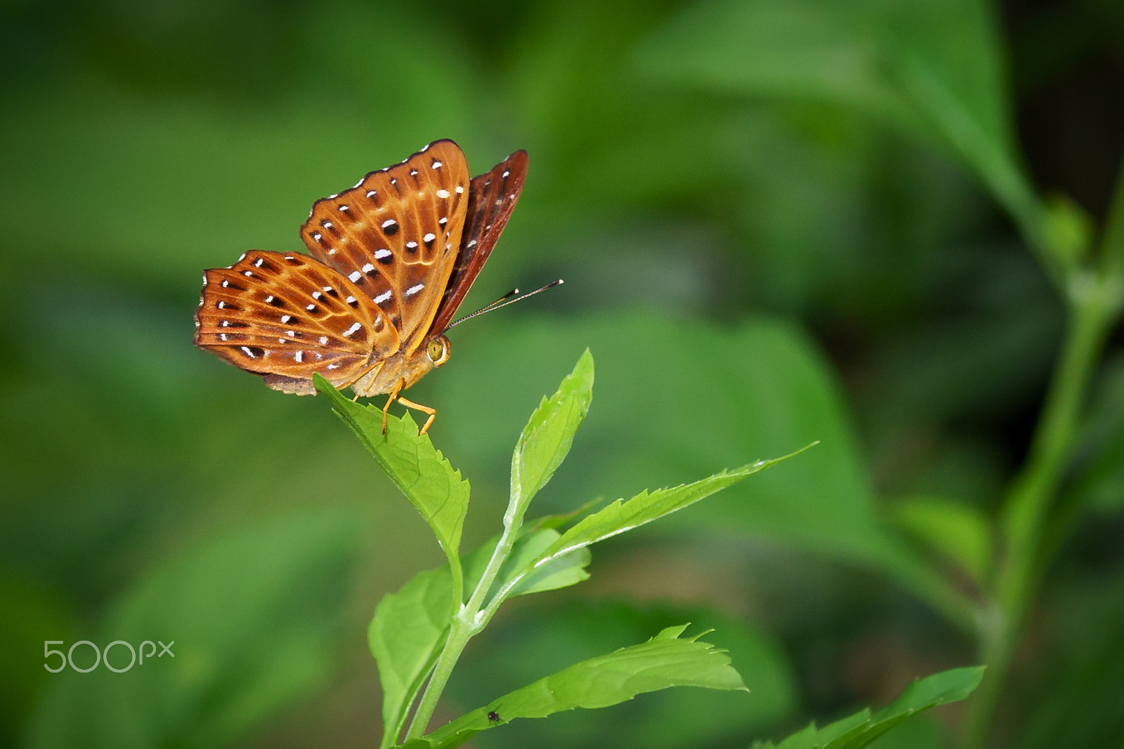 Sony a6300 + Sony FE 90mm F2.8 Macro G OSS sample photo