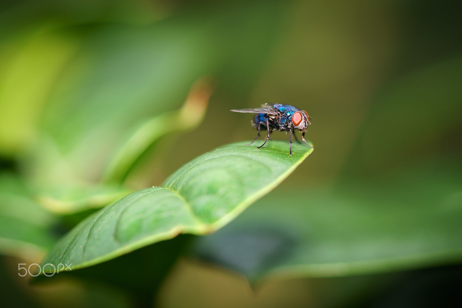 Sony a6300 + Sony FE 90mm F2.8 Macro G OSS sample photo