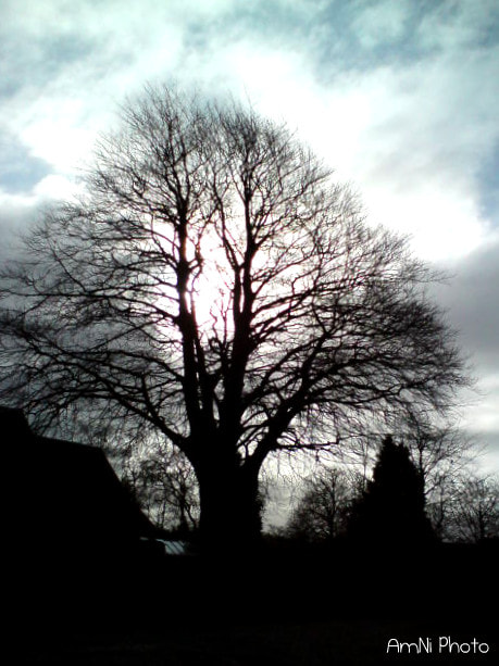 Sony Ericsson C510 sample photo. A big tree photography