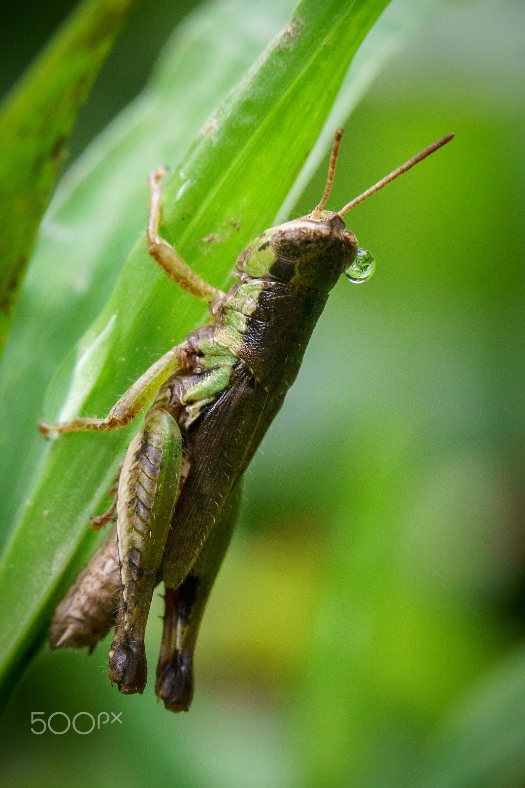 Sony a6300 + Sony FE 90mm F2.8 Macro G OSS sample photo