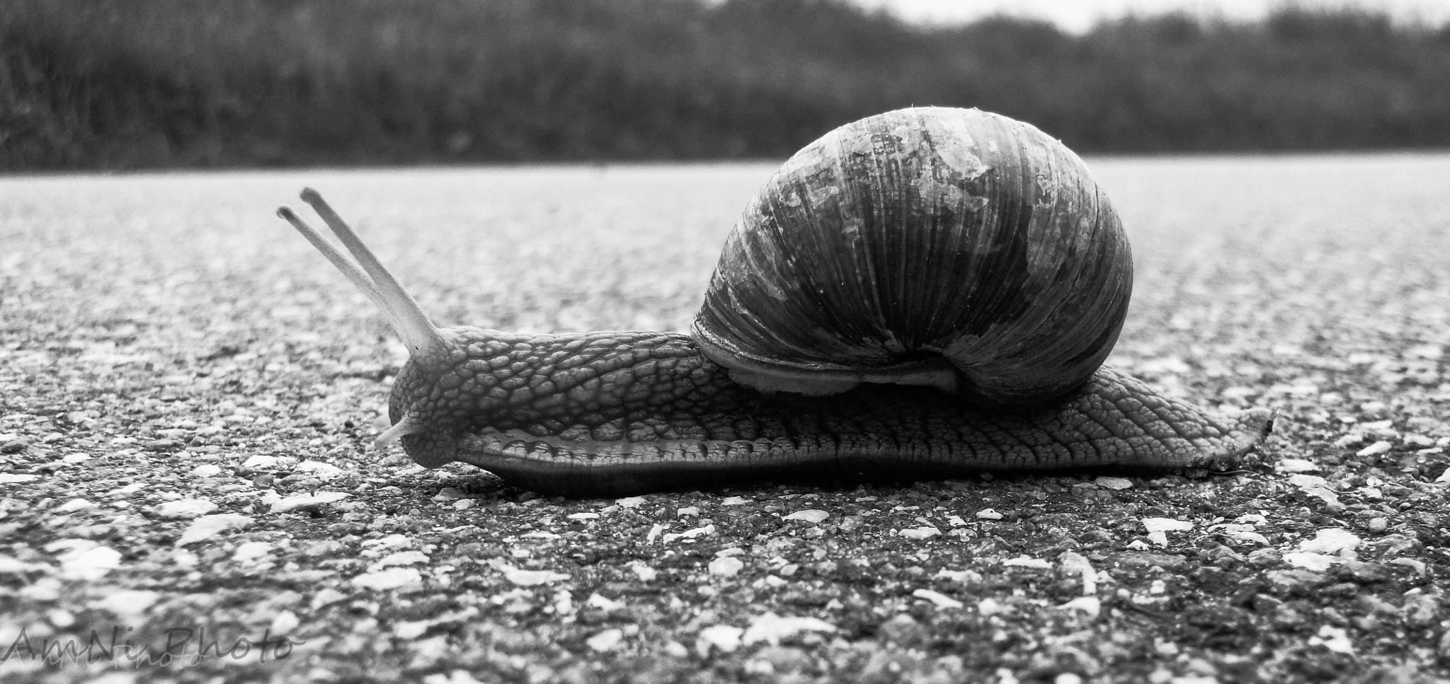 FujiFilm FinePix AV200 (FinePix AV205) sample photo. A snail on the road photography